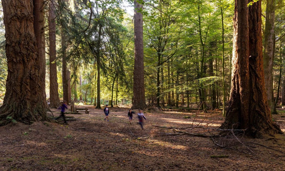 8 geriausi pasivaikščiojimai New Forest ir Hampšyre