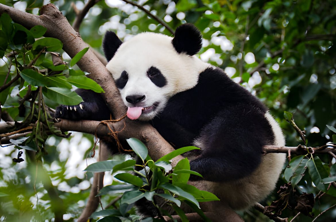 7 dalykai, kurių nežinojote apie didžiąsias pandas