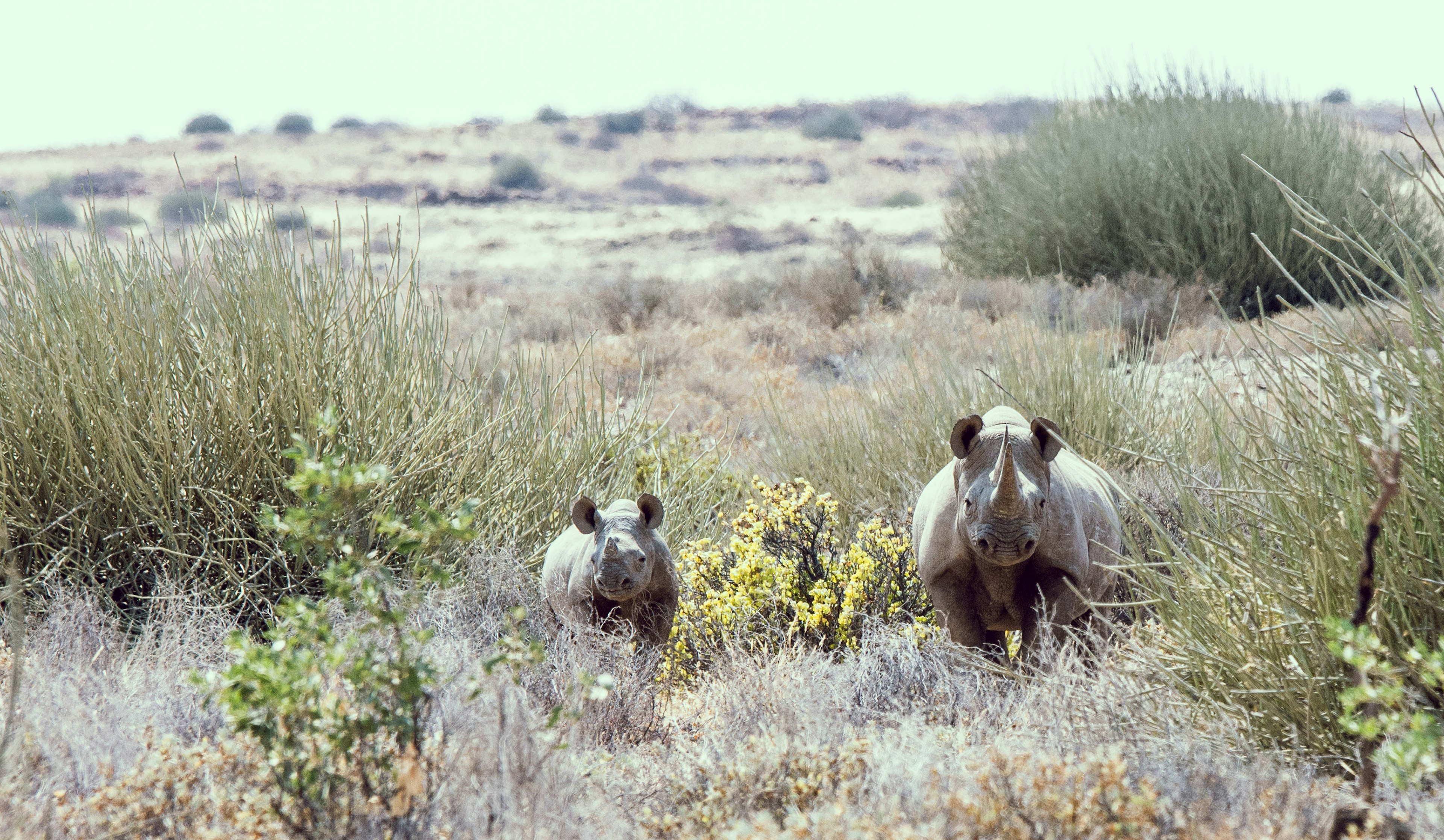 Du raganosiai, stovintys pievoje Etosha nacionaliniame parke Namibijoje.