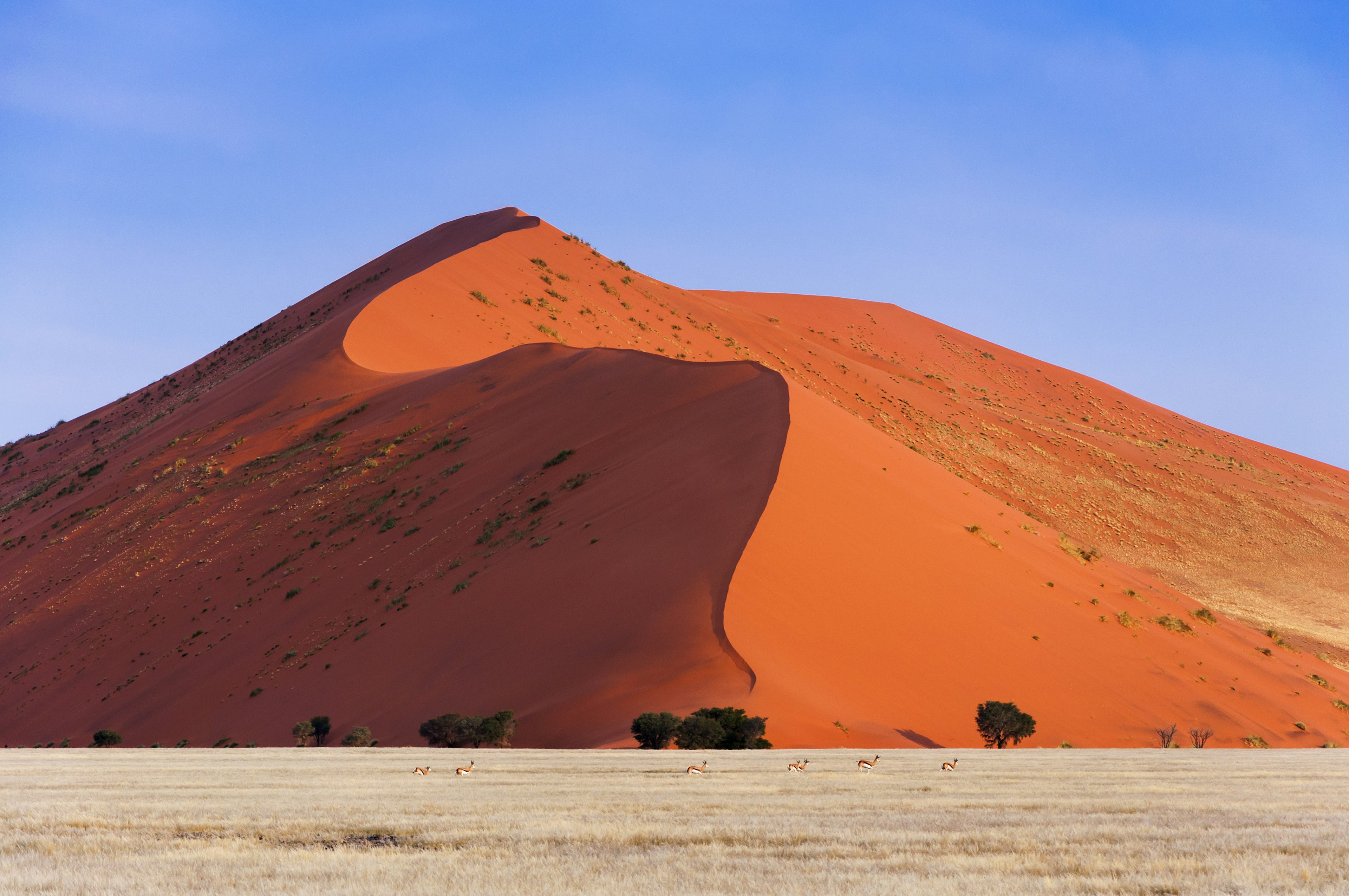 Springbokas, einantis priešais raudoną kopą Sossusvlei