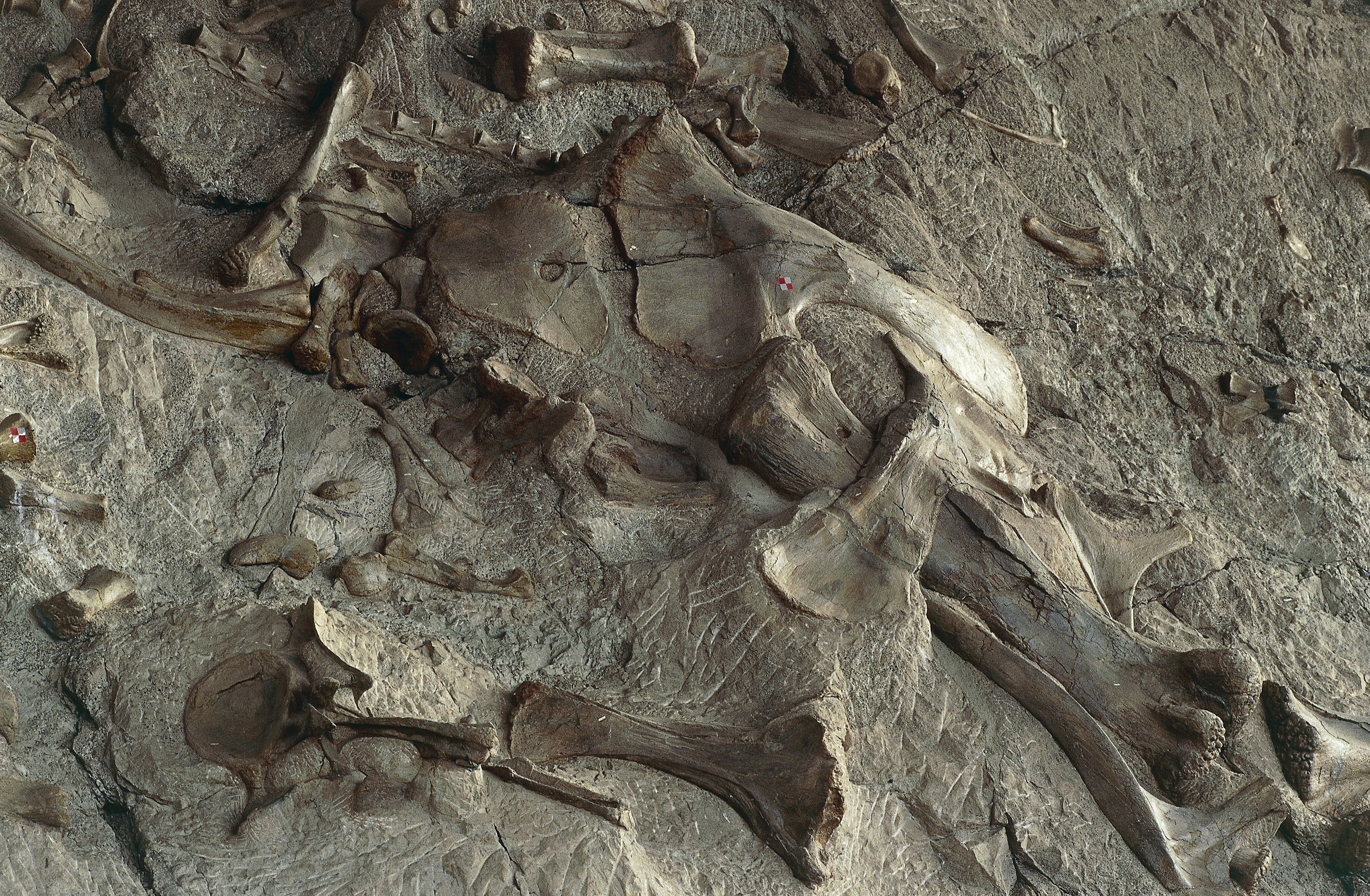 Dinozaurų fosilijos, išsaugotos uoloje