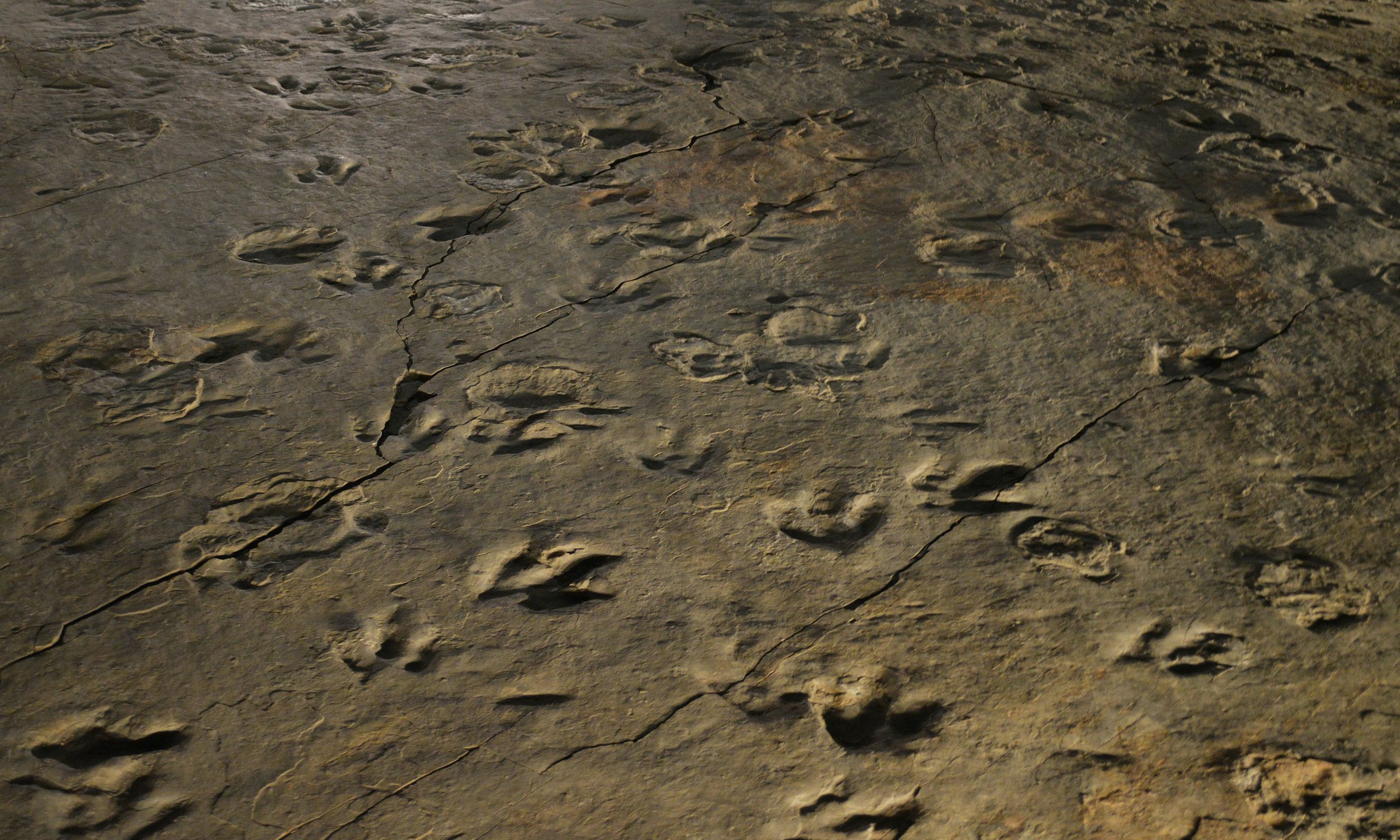 Dinozaurų takelių laukas