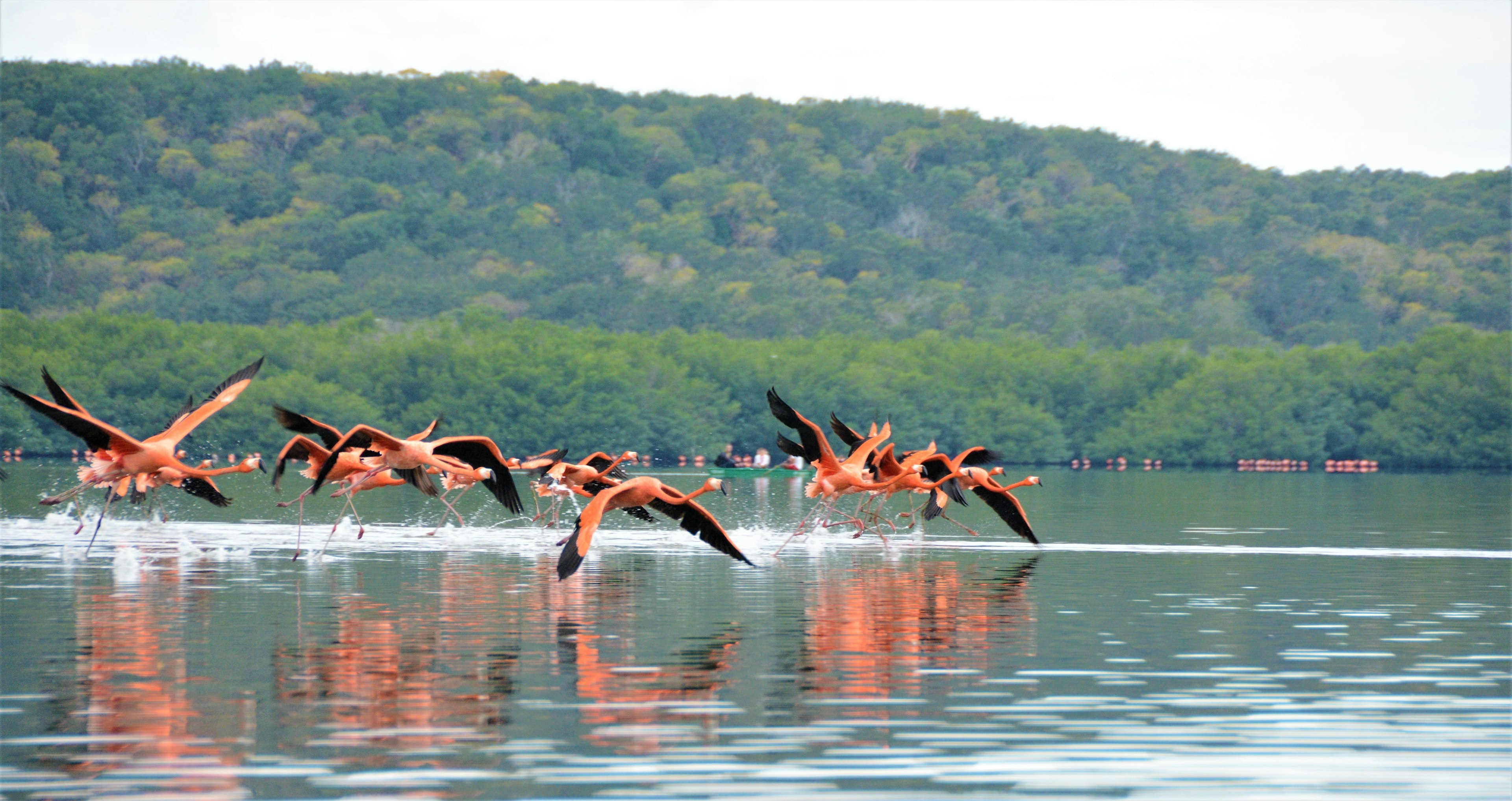 Koralų spalvos flamingos su juodais antpiečiais sparnais skraido tiesiai virš vandens linijos Laguna Guanaroca Kuboje