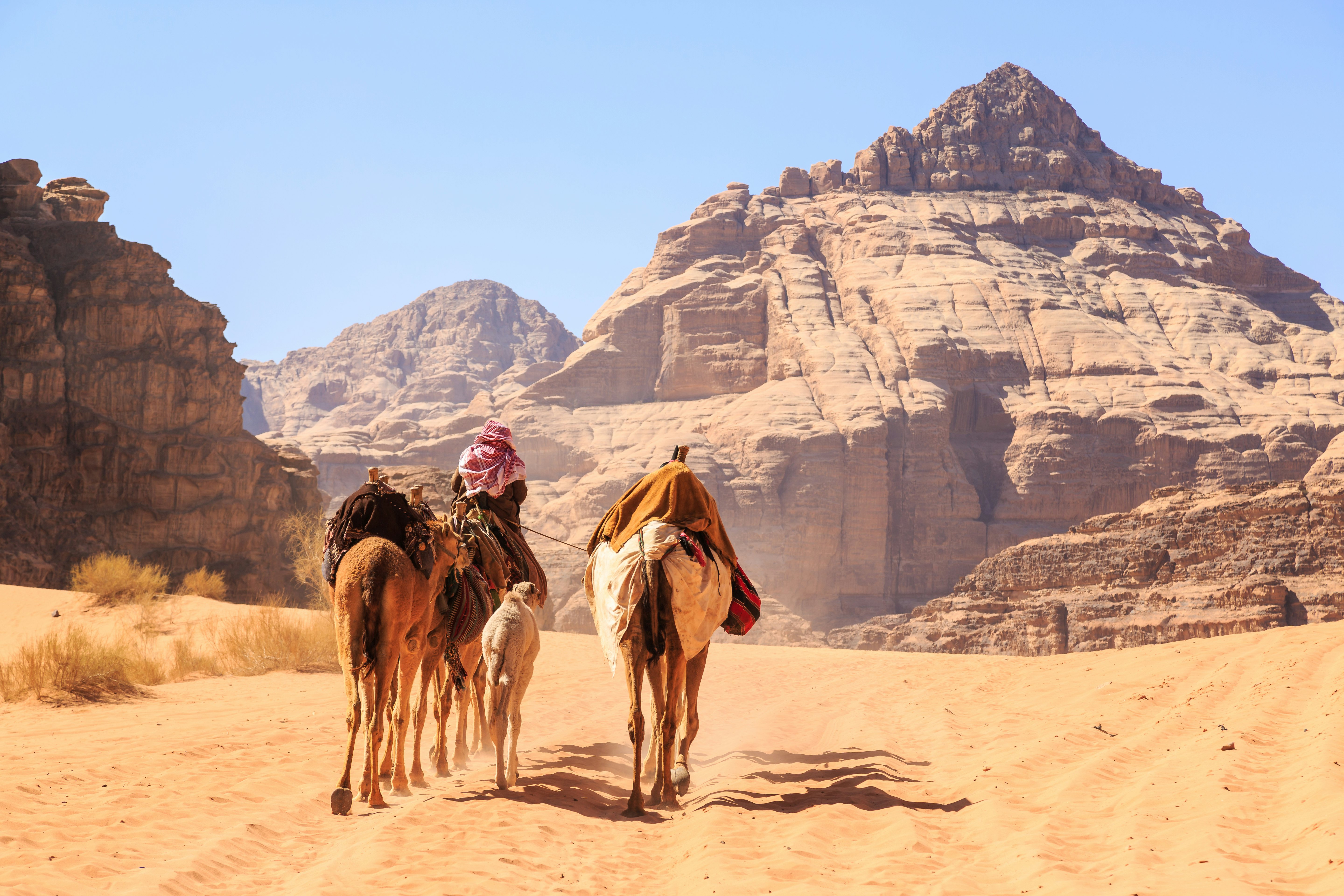 Kupranugarių karavanas saulėtą dieną vaikščioja „Wadi Rum“ dykumoje Jordanijoje.