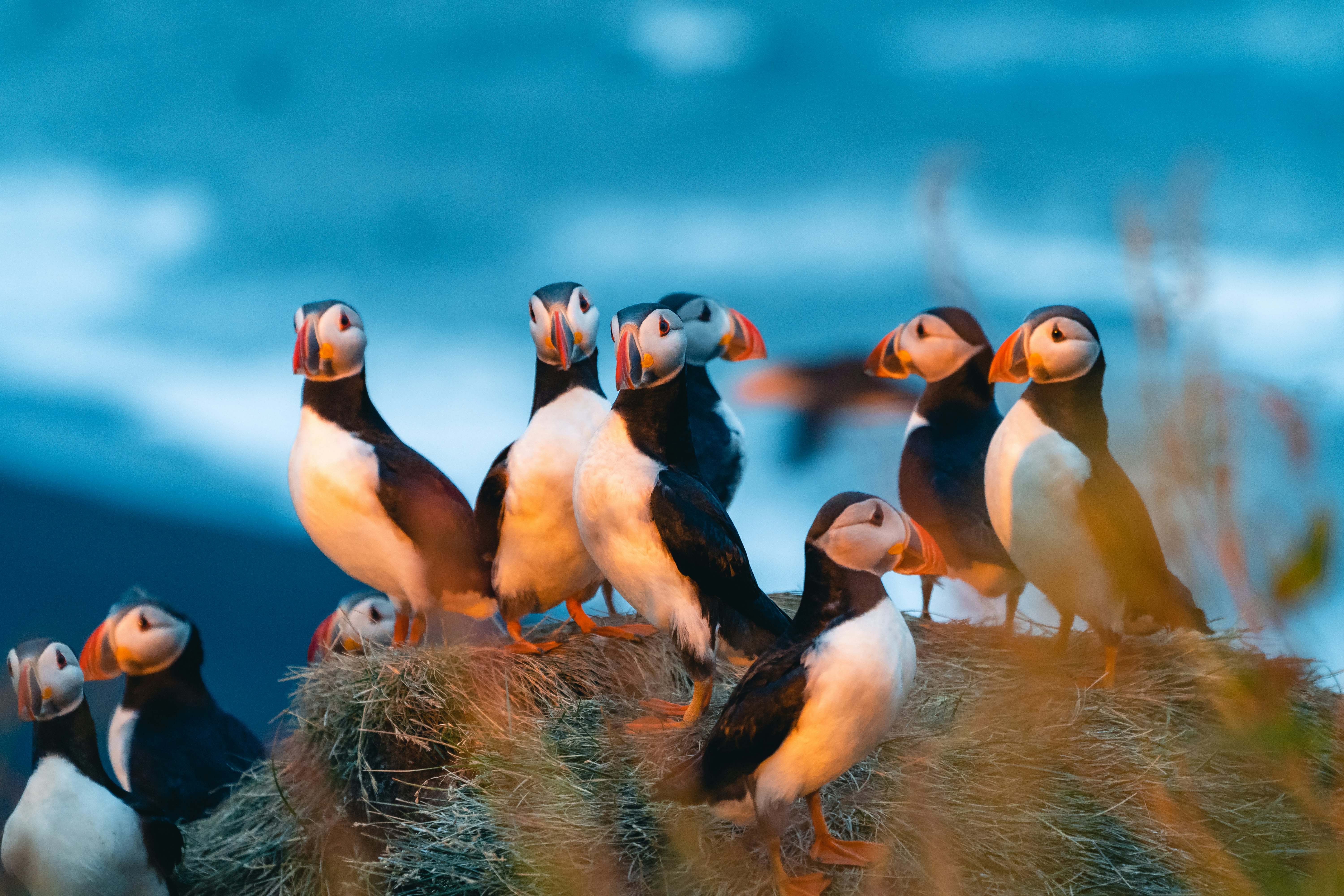 Atlanto Puffinas taip pat žino, kaip paprastas Puffinas yra jūros paukščių rūšis AUK šeimoje. Yra žinoma, kad Islandija, Norvegija, Faroe salos, Niufaundlendas ir Labradoras yra didelė šio puffino kolonija, licencijos tipas: žiniasklaida, atsisiųsti laiką,
