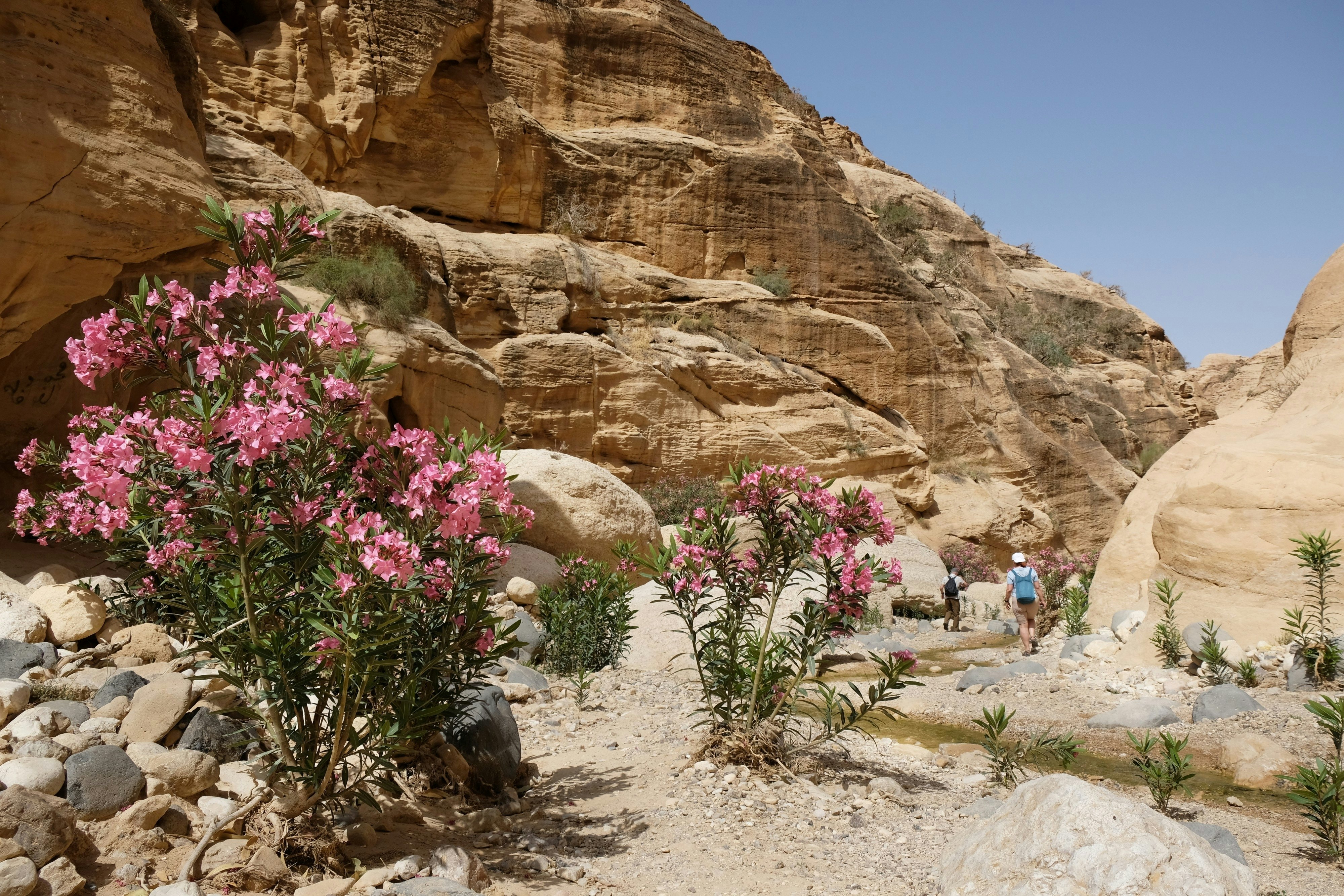 Peizažas Wadi Ghuweiro kanjone Dana biosferos rezervate Jordanijoje su žydinčiais oleanderio krūmais.