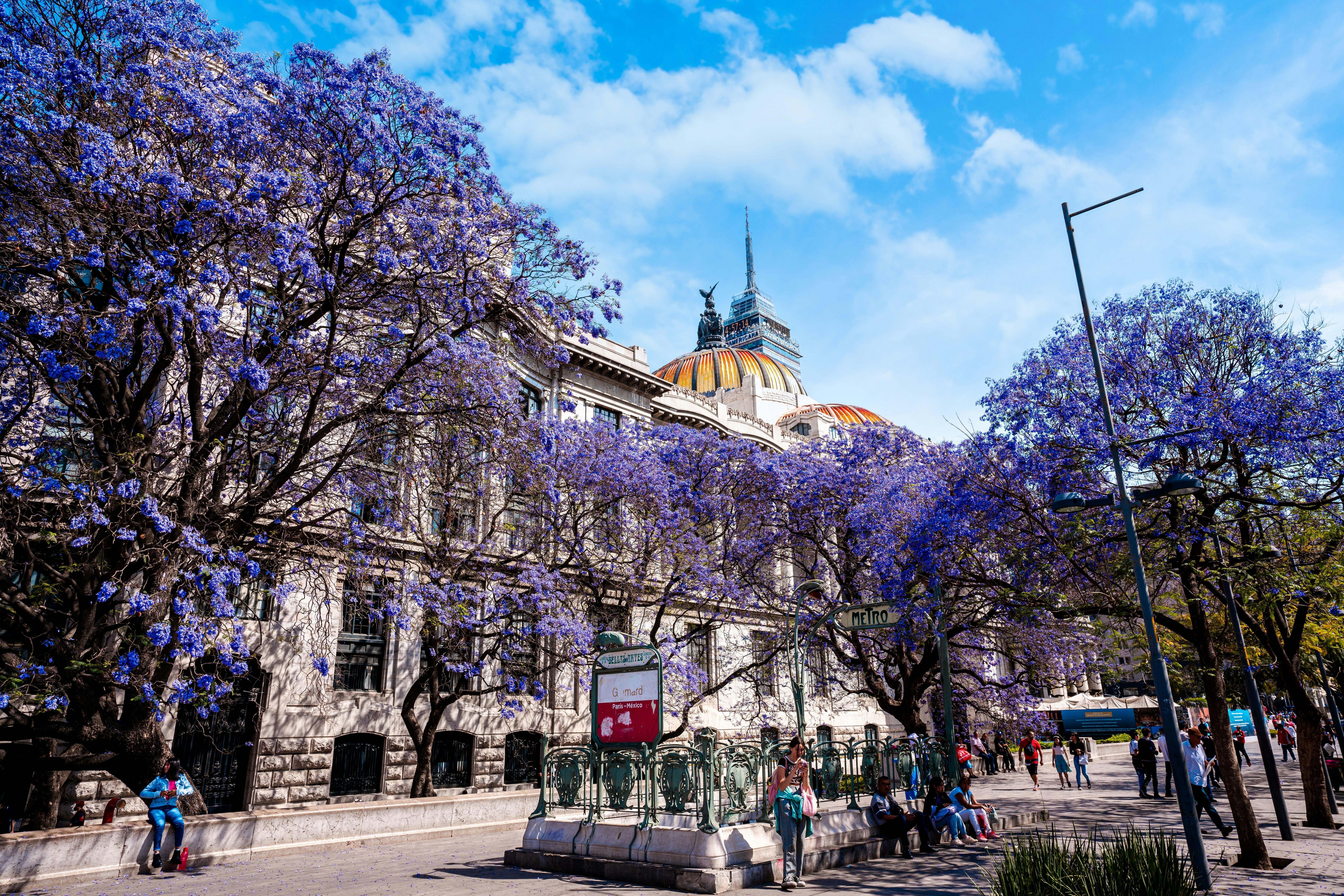 Žmonės eina šaligatviu po Jacaranda medžiais, sprogstančiais purpuriniais žiedais, šalia didelio kupolo pastato