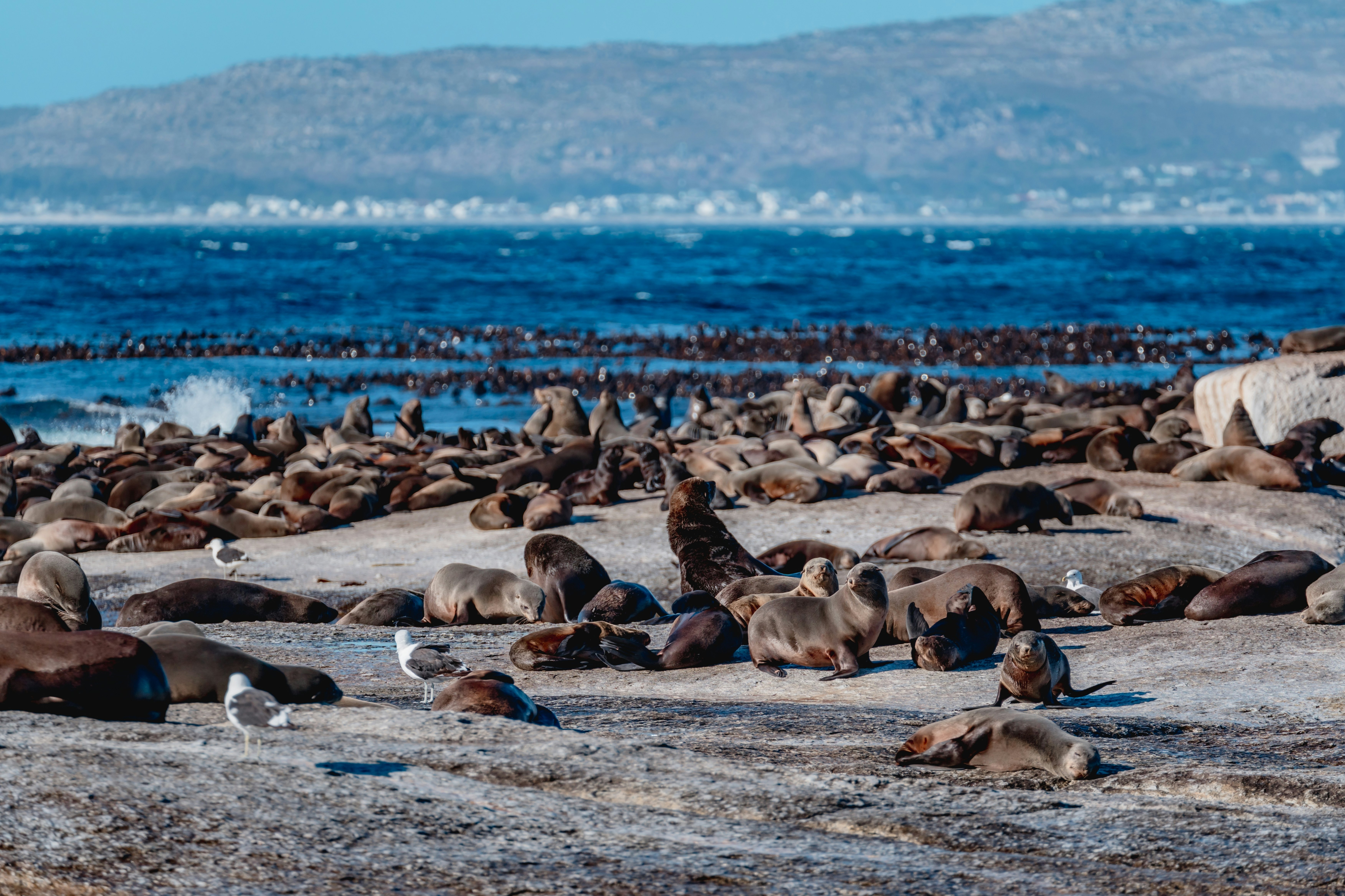 „Duiker“ sala su „Cape Fur Seals“ kolonija Hout Bay Keiptaune, Pietų Afrika, licencijos tipas: Media_digital, Atsisiųsti Laikas: 2024-08-05T00: 40: 17.000Z, vartotojas: Claramonitto, redakcija: False, Pirkimas: 56530, Job: Global: Global: Global “ „Publishing-Cip“, Klientas: Keiptaunas ir „Garden Route 10“, kita: Clara Monitto