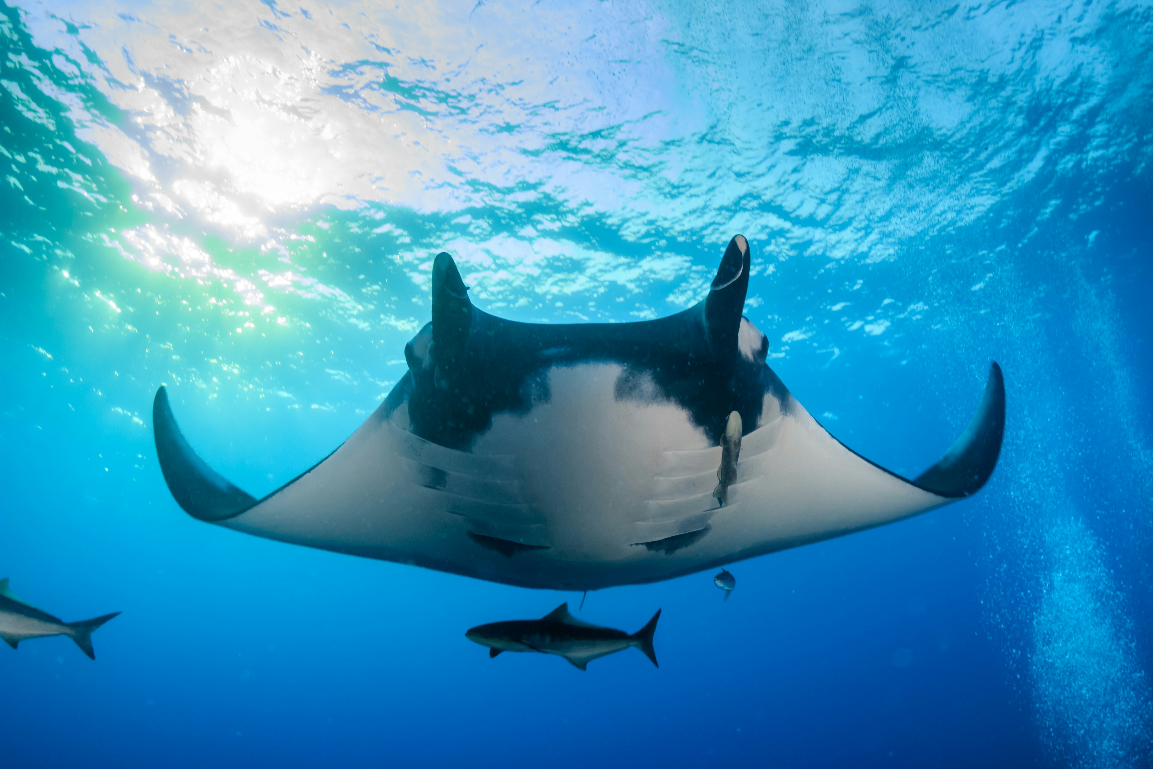 „Manta Ray“ plaukimas tarp kitų žuvų Mėlynojo vandenyno gelmėse.