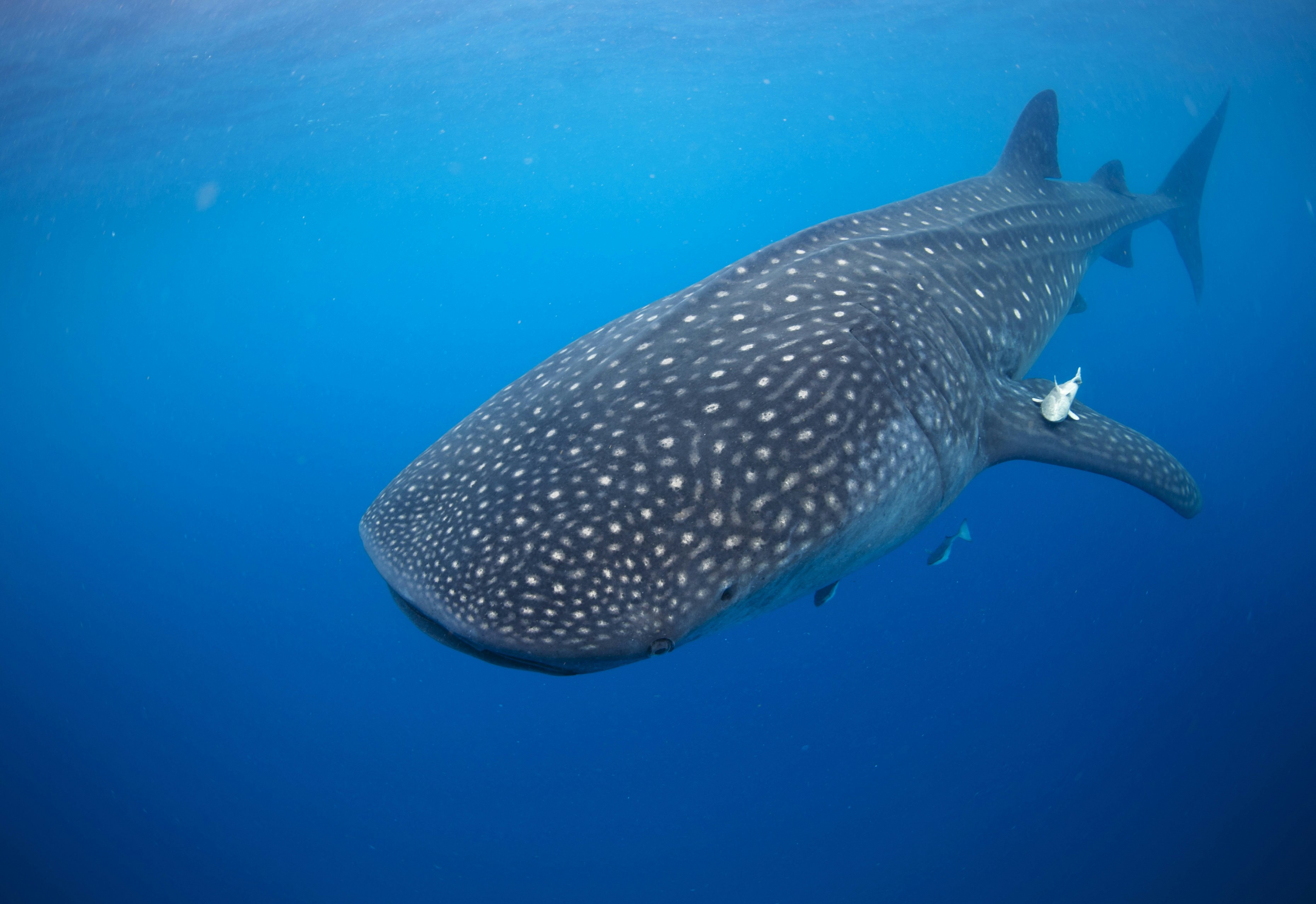 Didelis banginių ryklis („Rhincodon Typius“) grakščiai slenka po vandeniu, nes jis maitinasi Meksikos planktonu.