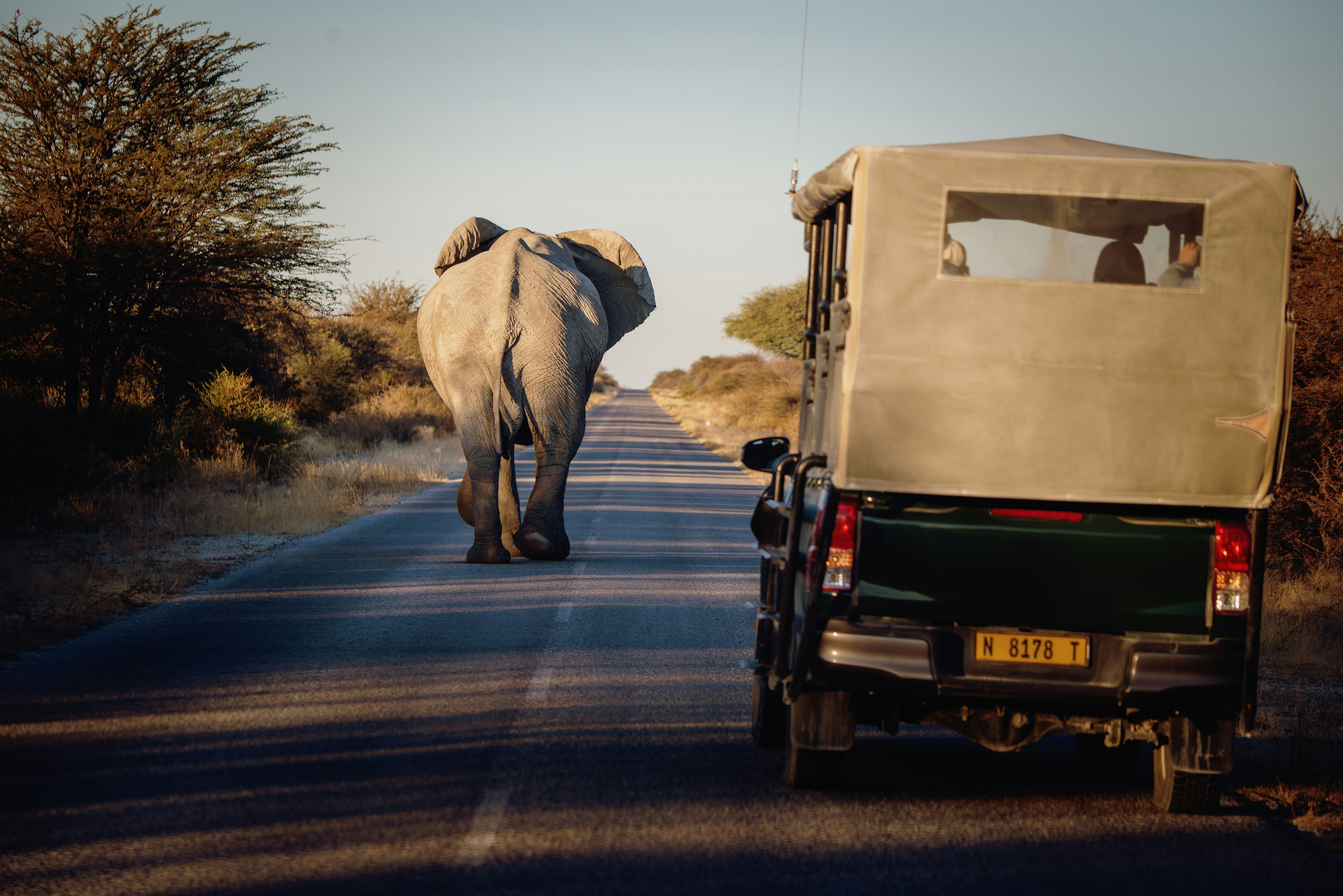 Dramblys kelyje saulėlydžio metu, Etosha nacionaliniame parke, Namibijoje.