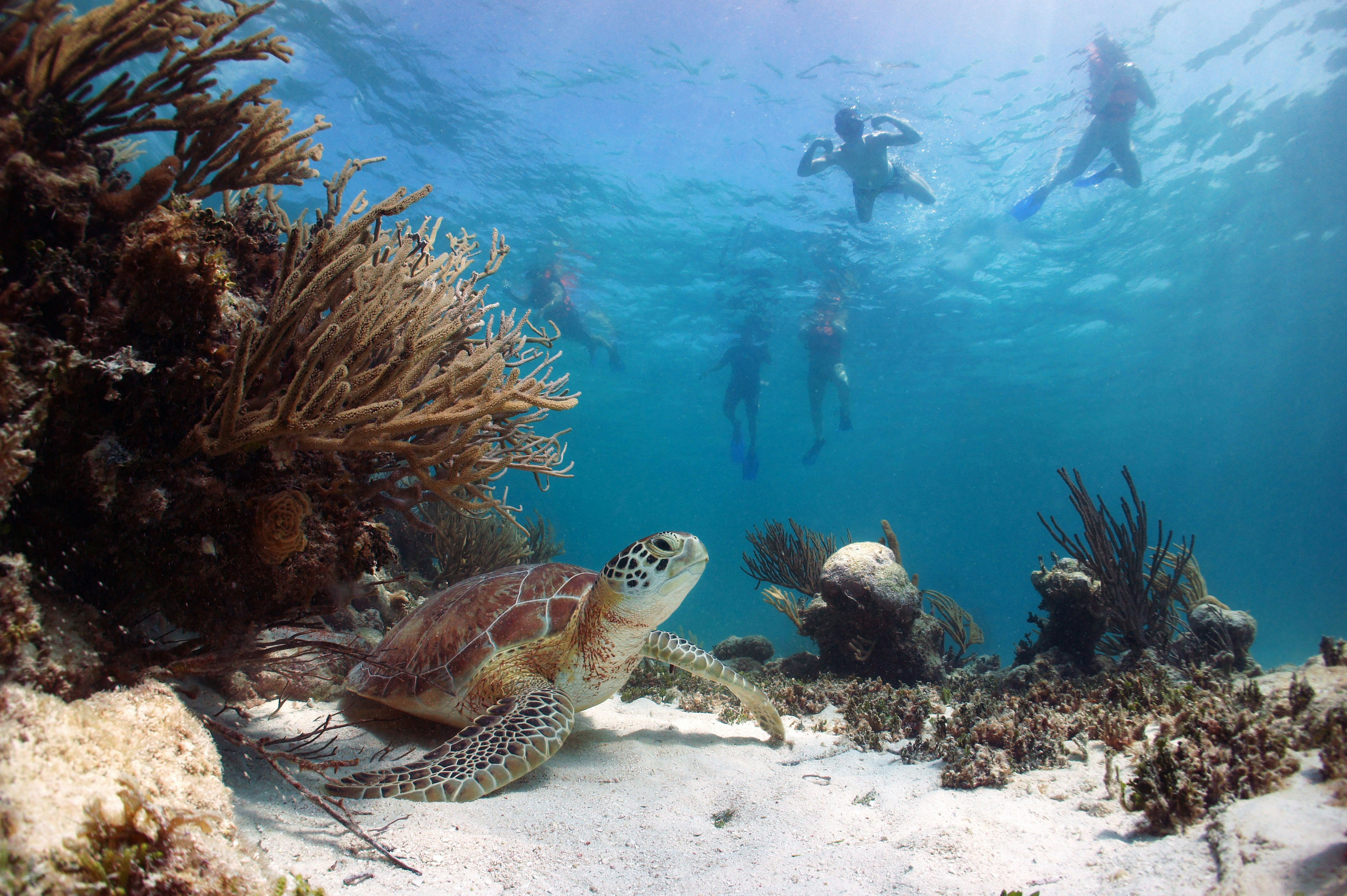 Snorkeleriai stebi jūros vėžlį iš saugaus atstumo, kai jis ilsisi ant vandenyno dugno.