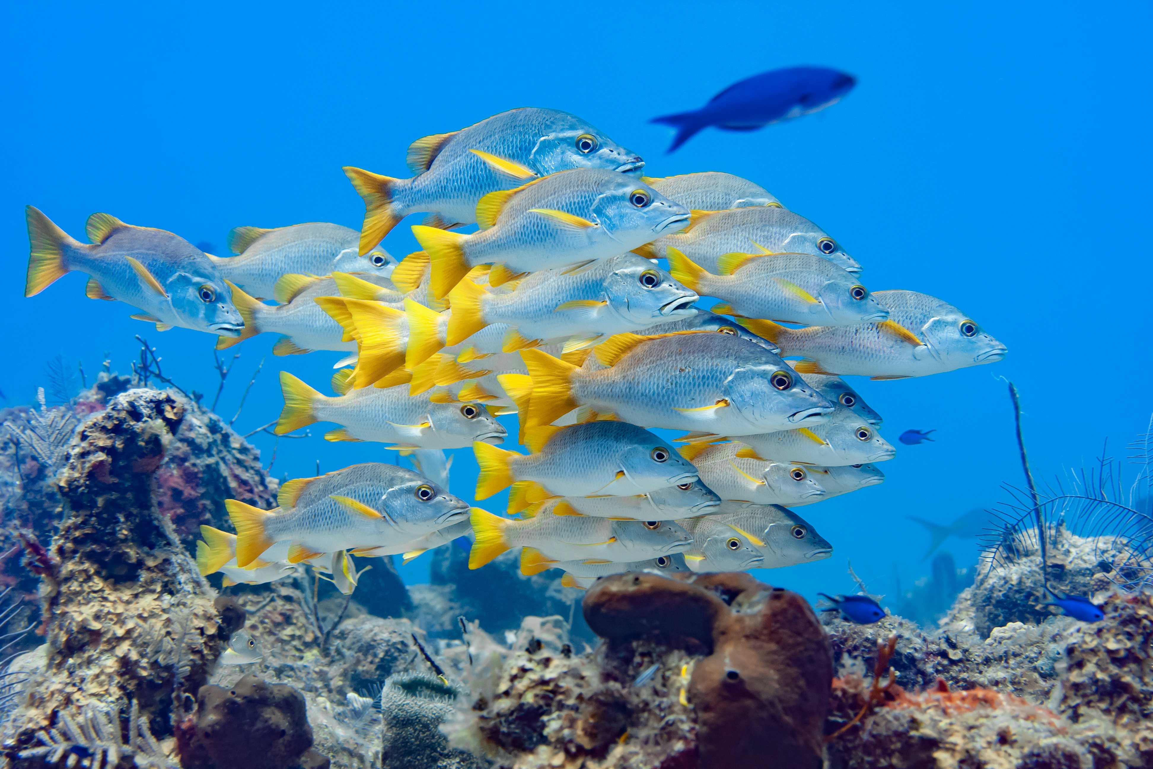 Didelė geltonuodegių žuvų banda nardo rifuose aplink Terkso ir Kaikoso salas. | Povandeniniame pasaulyje užtiksite daugybę jūrinių gyvūnų. Eric Carlander/Shutterstock