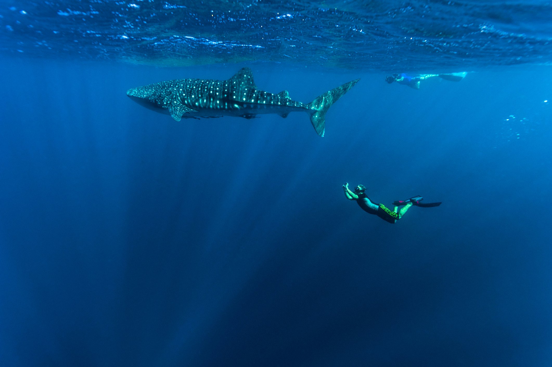 Giliai mėlynuose vandenyse snorkeleris plaukia po vandeniu link daug didesnio banginių ryklio