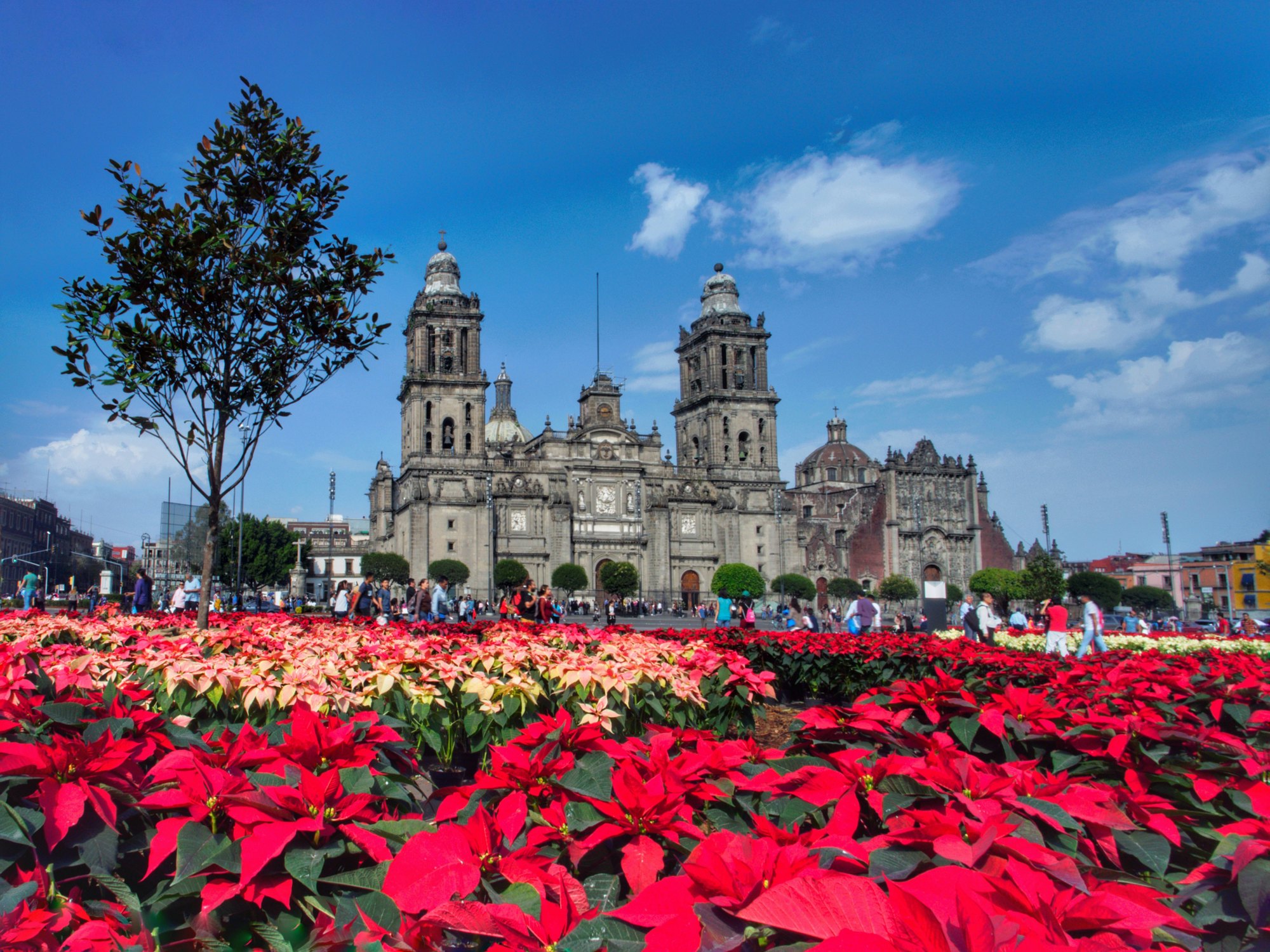Kalėdų laikas Meksike su spalvingomis Poinsettias, eksponuojamomis už didžiosios miesto bažnyčios ribų