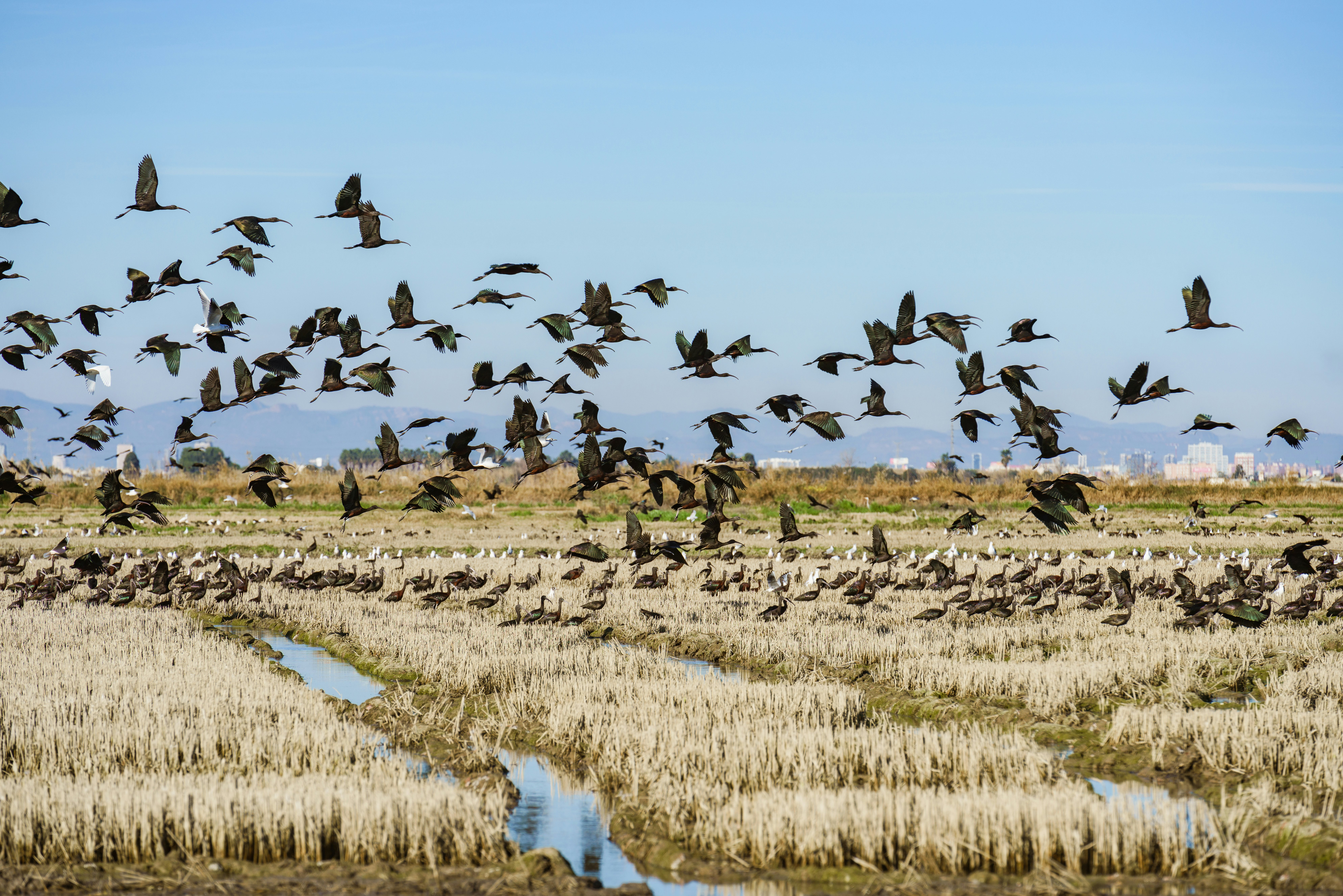 Paukščių pulkas skrenda virš daugybės ryžių irklų serijos, esančios įmontuotos zonos krašte