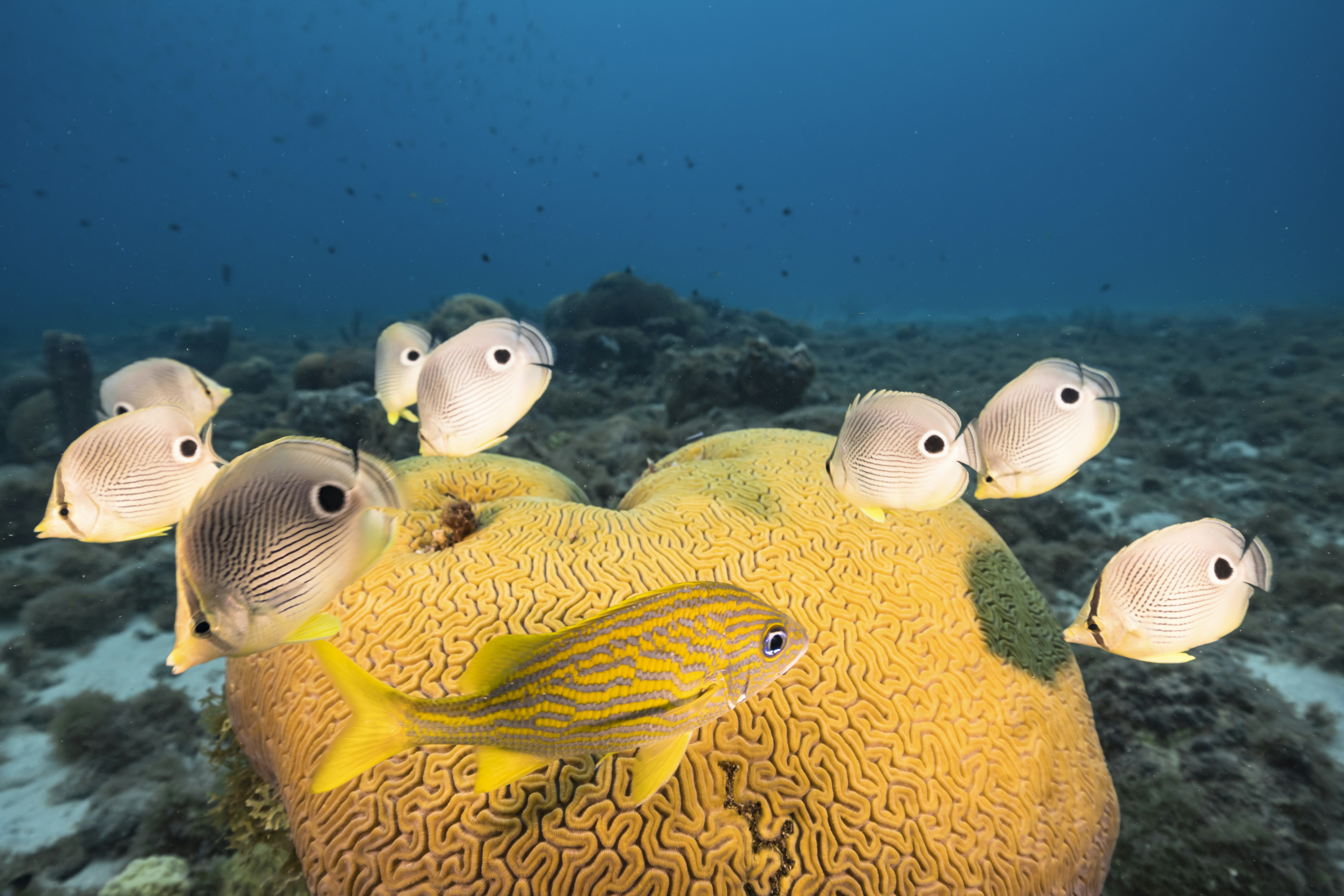 Vandenynas su drugelių žuvimis per Grooved Brain Coral koralų nerštą Kiurasasio rife