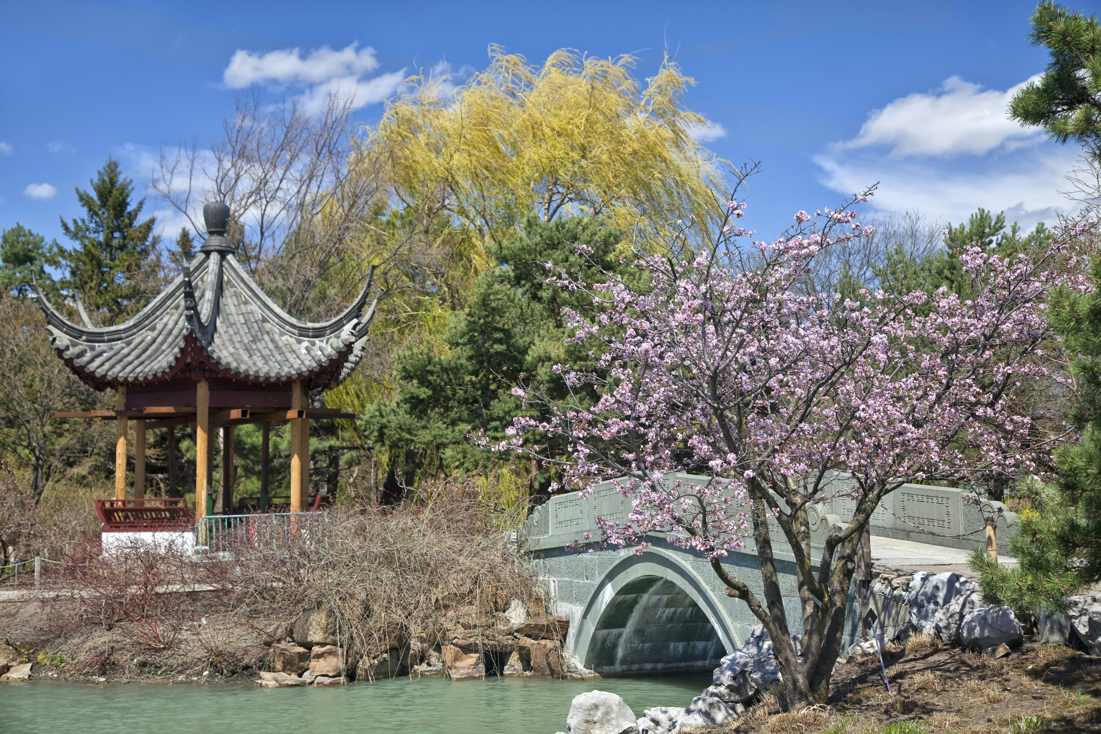 A Japanese-style pagoda surrounded by blossom trees with pink blooms