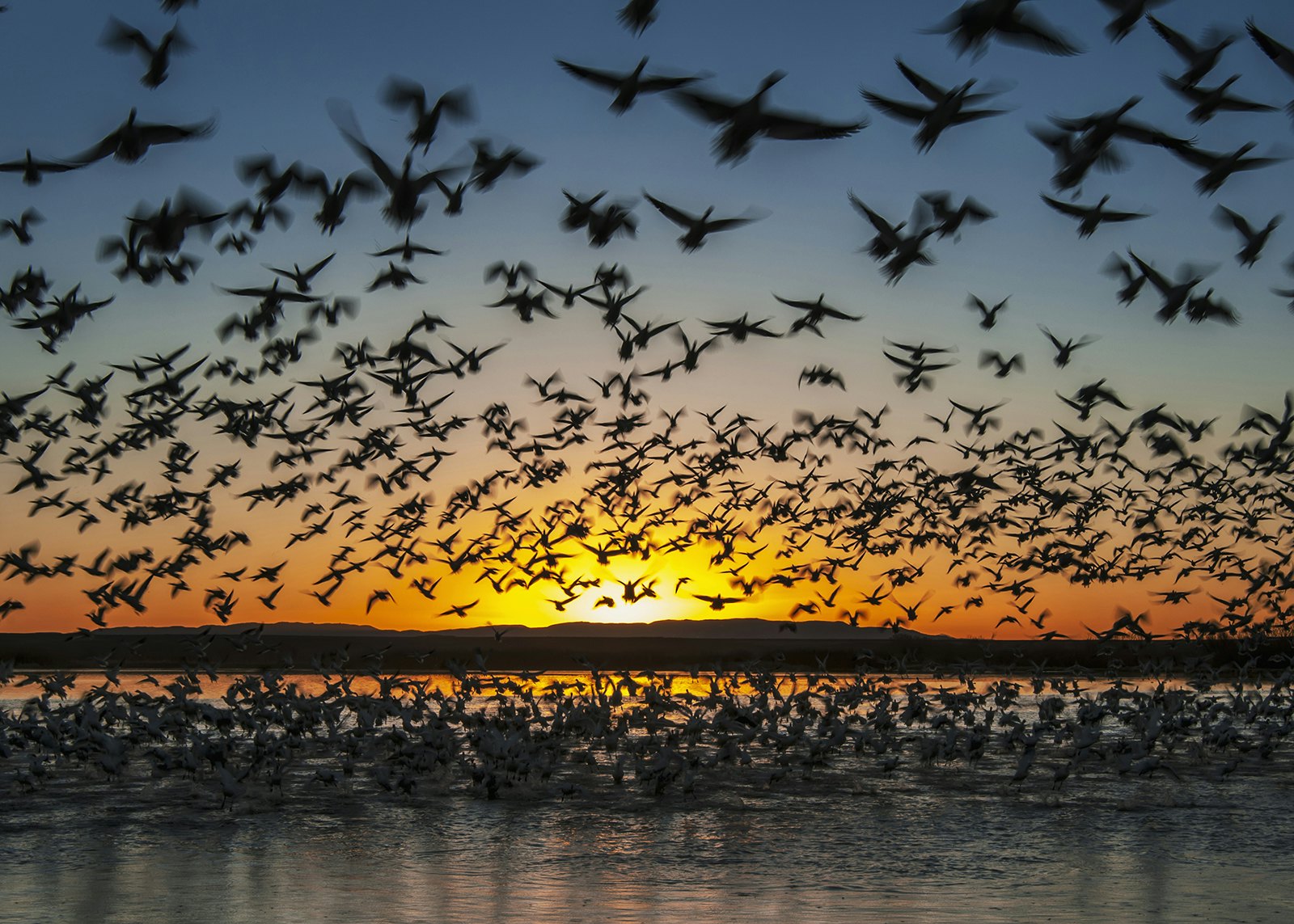 Sniego žąsų pulkas skrenda Bosque del Apache nacionaliniame laukinės gamtos prieglobstyje, Naujojoje Meksikoje