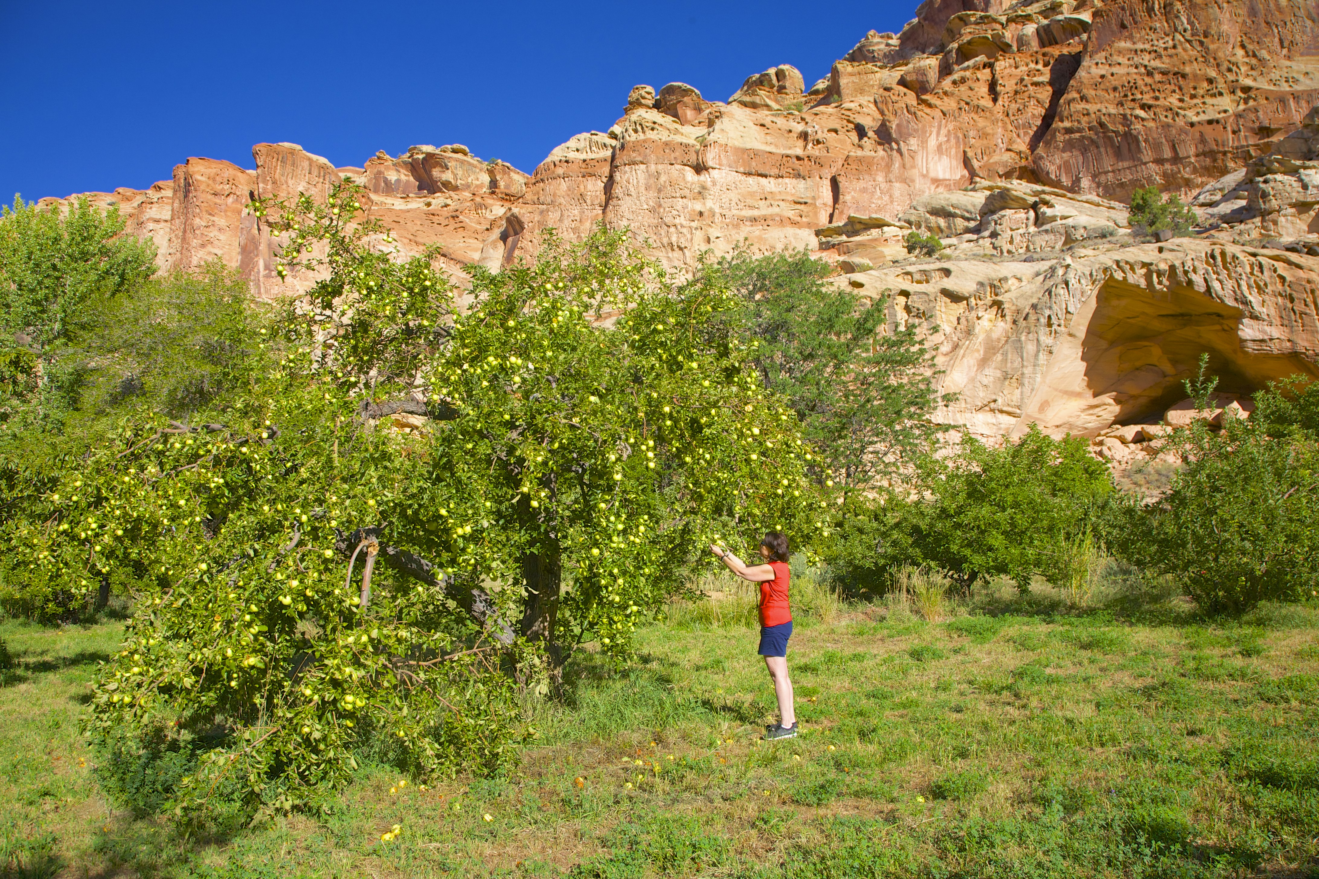 Moteris renka obuolius „Capitol Reef“ nacionaliniame parke, Juta