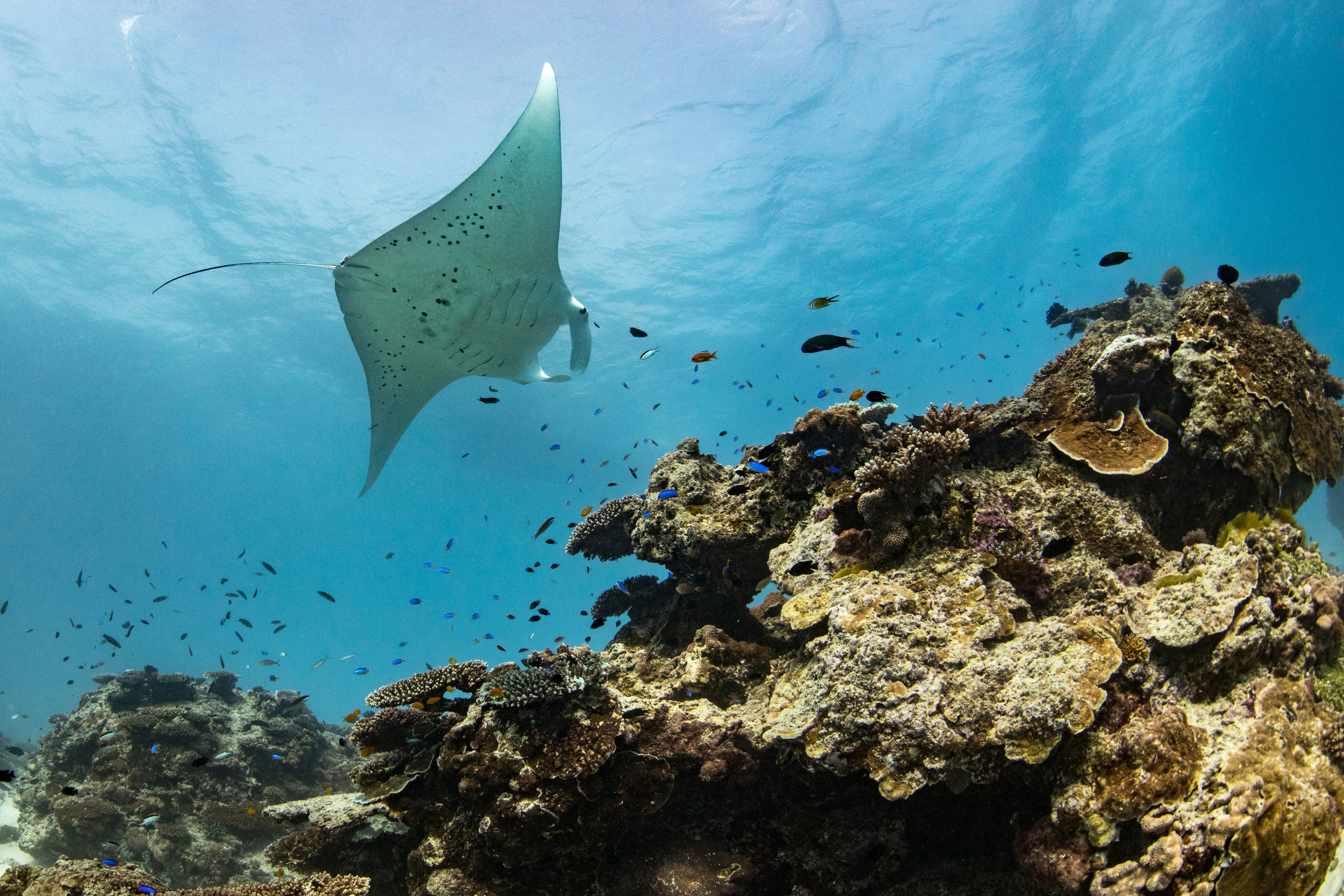 „Manta Ray“ kyla virš koralinio rifo