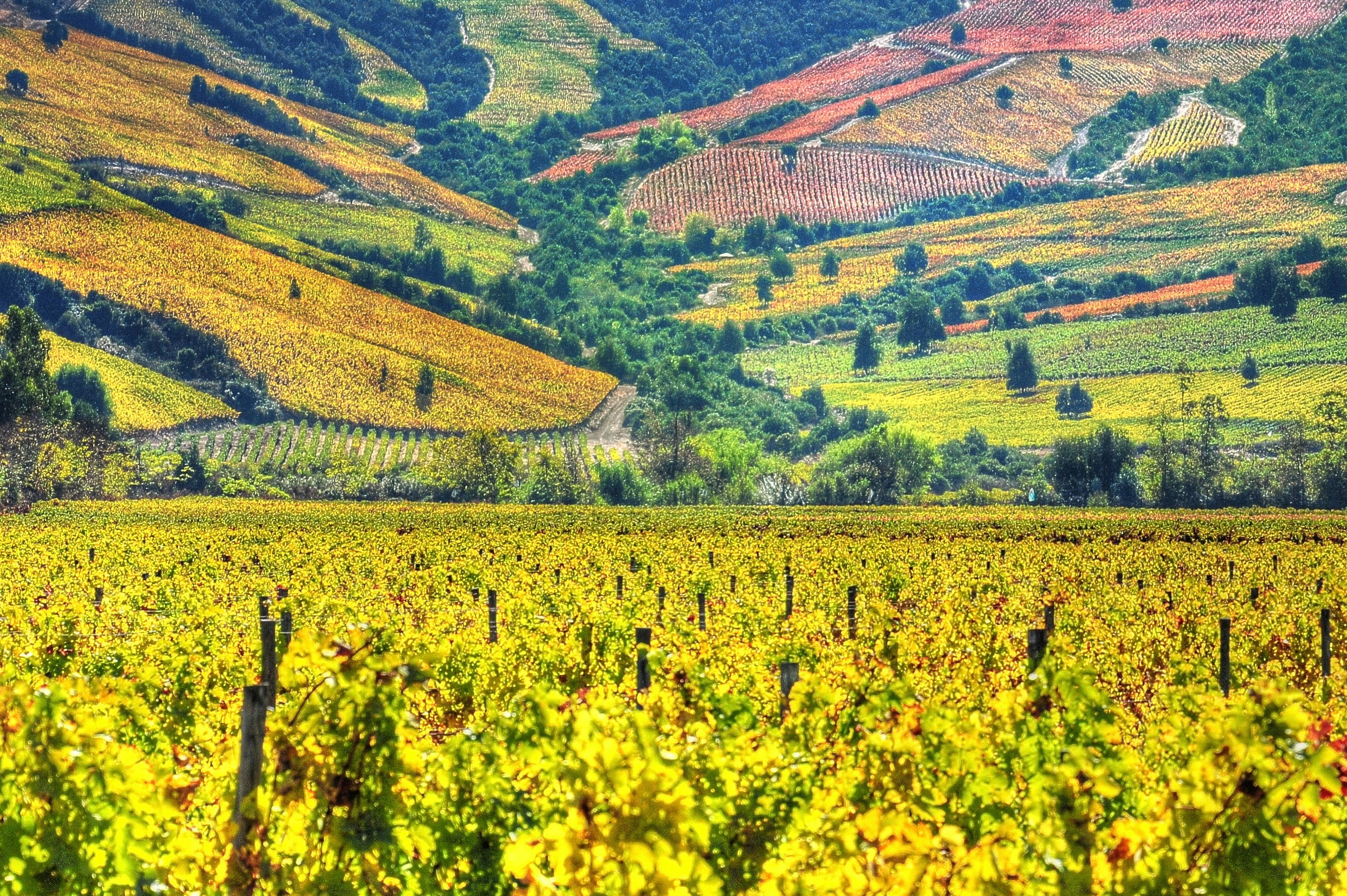 Vineyards in the Apalta wine region in the Valle Colchagua, Chile.