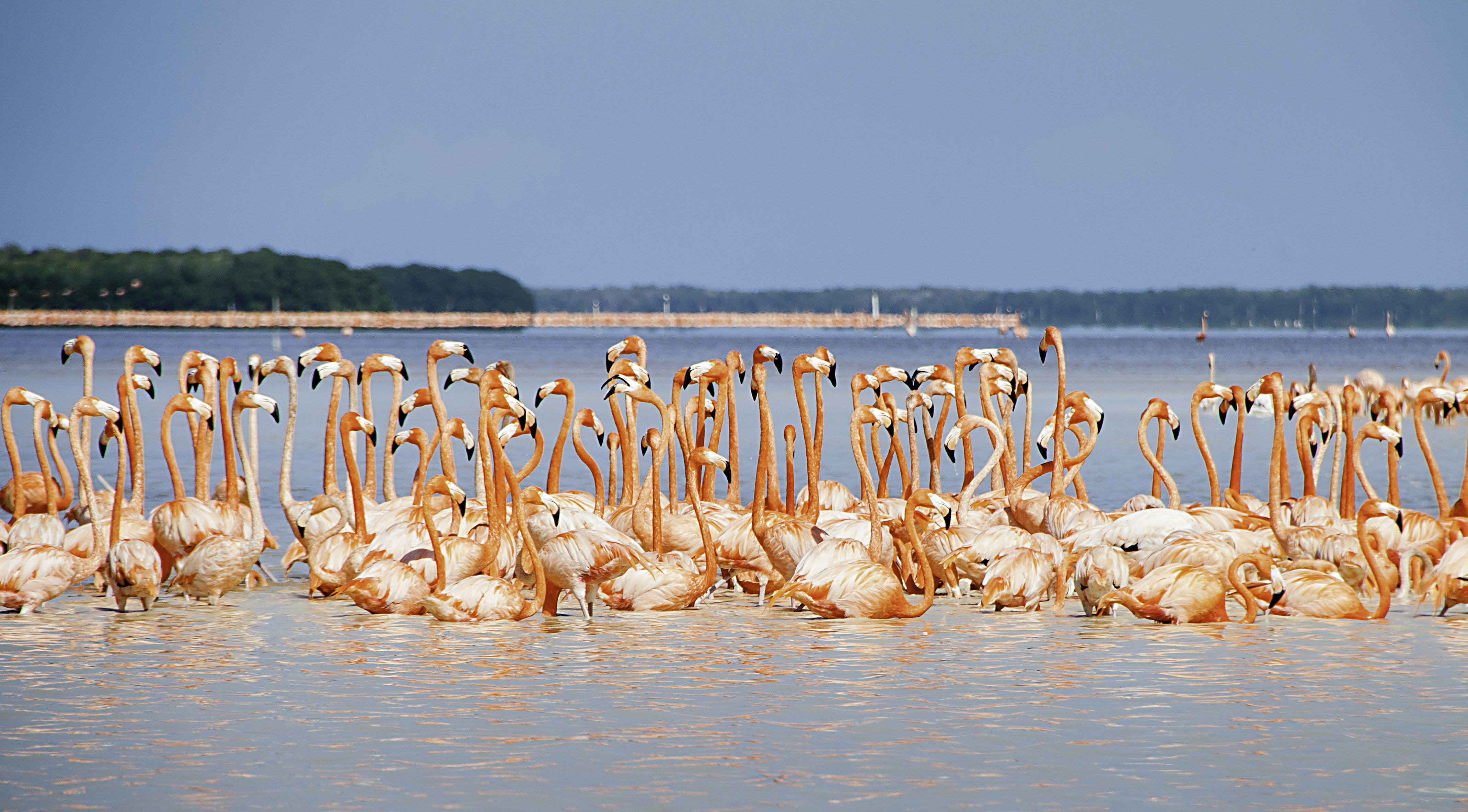 Flamingo susirenka mangrove Meksikoje