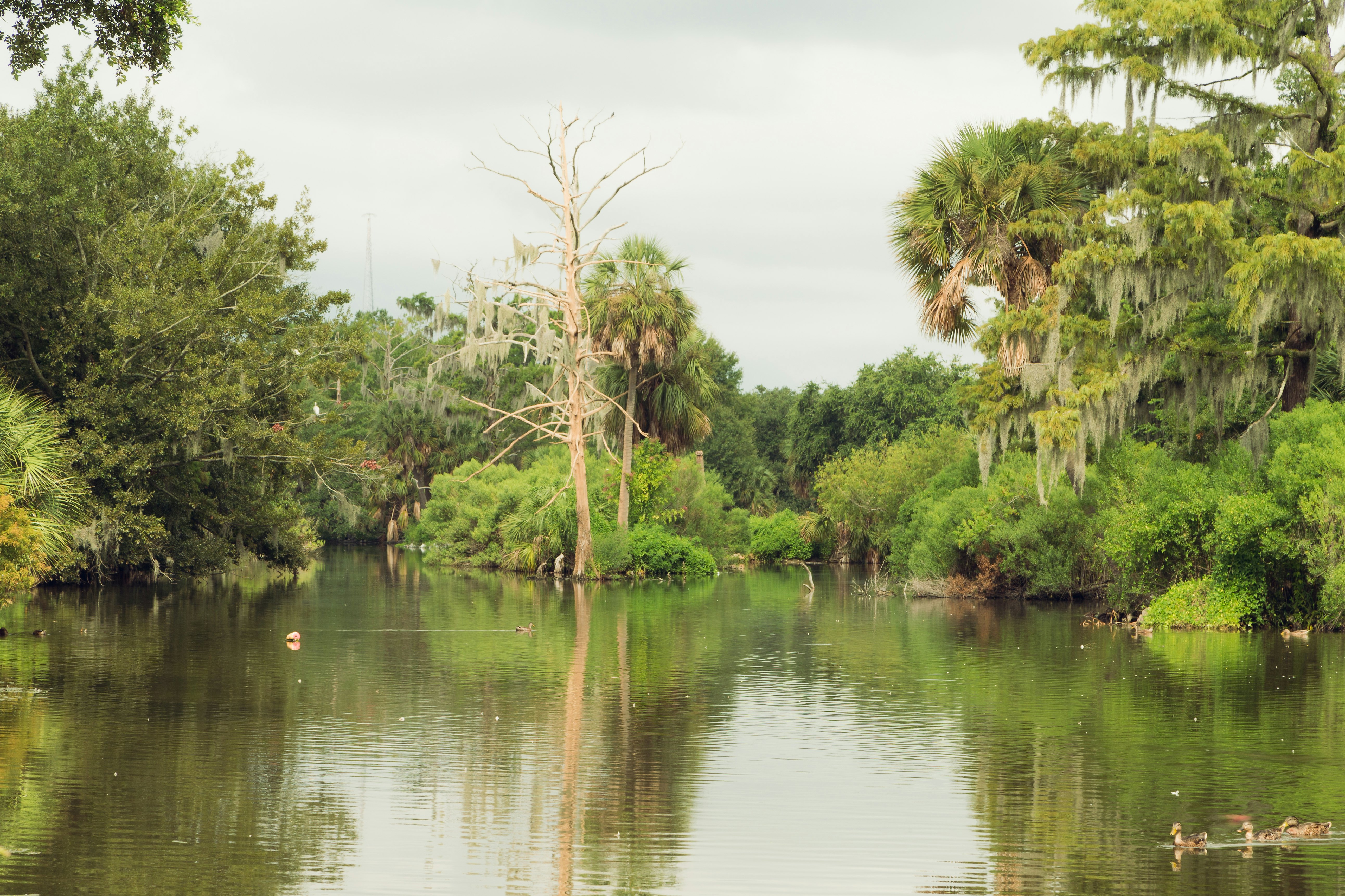 Bayou medžiai aplink ežerą City Park parke, Naujajame Orleane