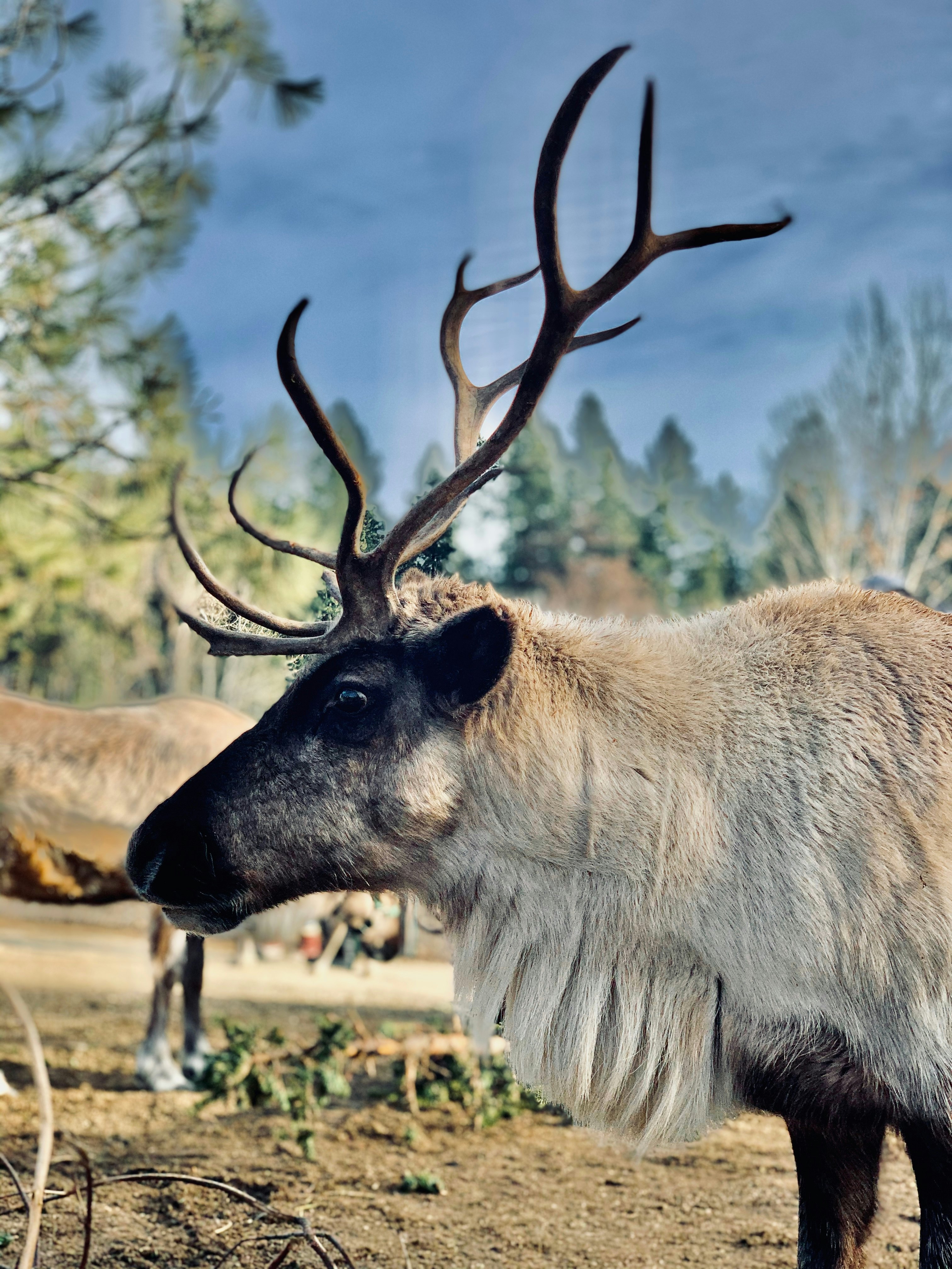 Jaunas elnias valgantis elnių fermoje Leavenworth mieste