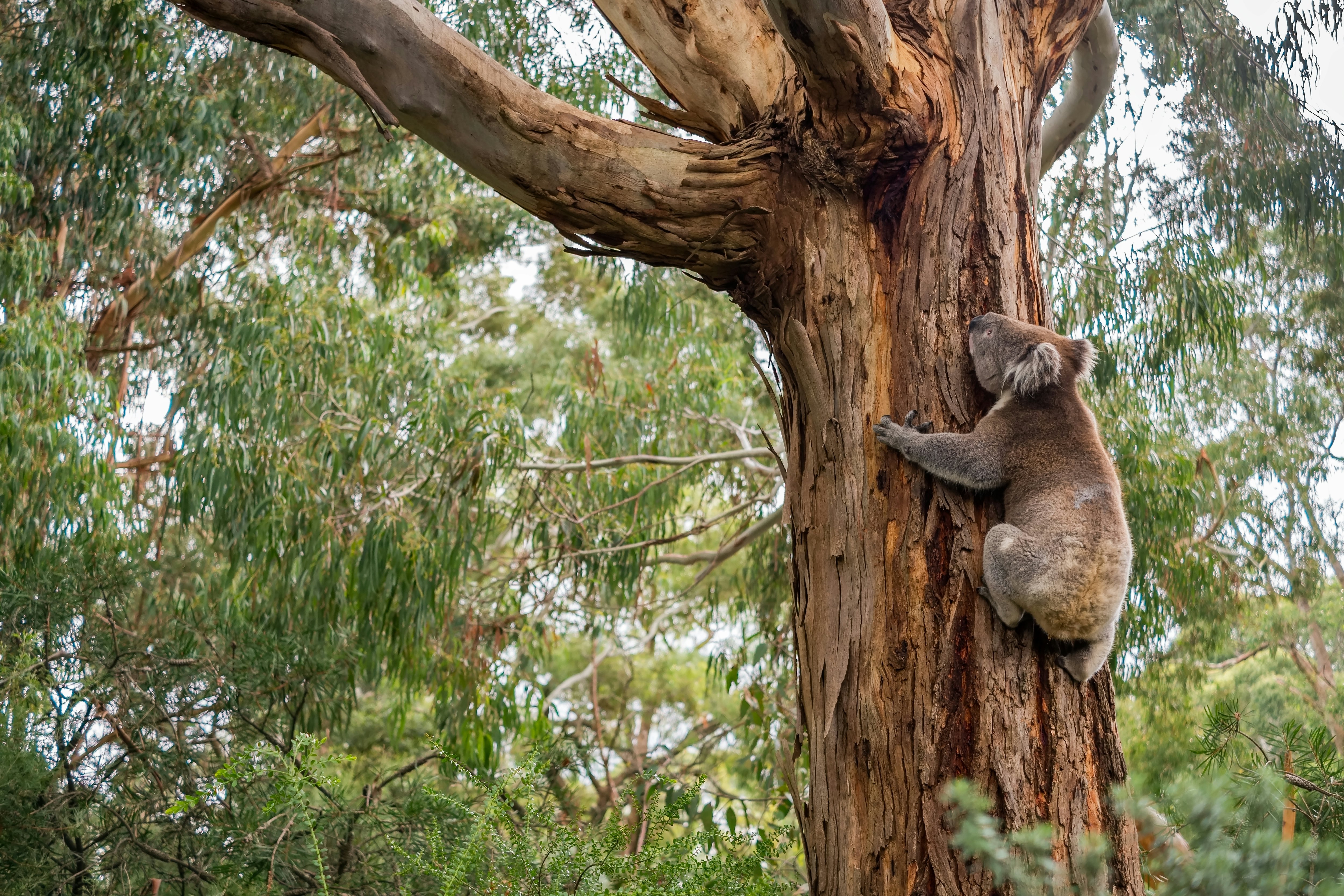 Laukinė koala laipioja medžiu Adelaidės kalvose, Pietų Australijoje