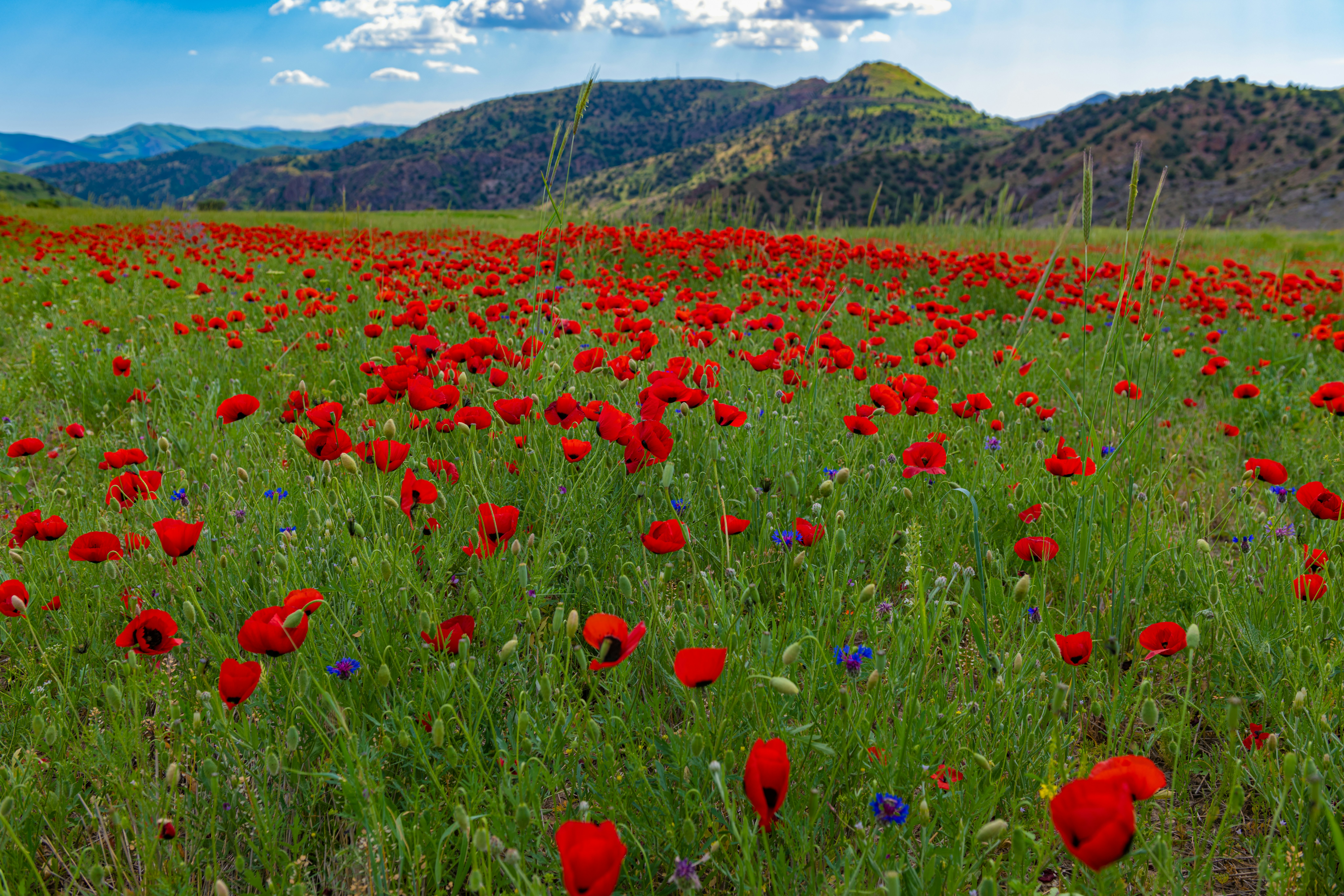 Aguonų laukas su kalnais tolumoje prie Džermuko, Vayots Dzor regionas, Armėnija