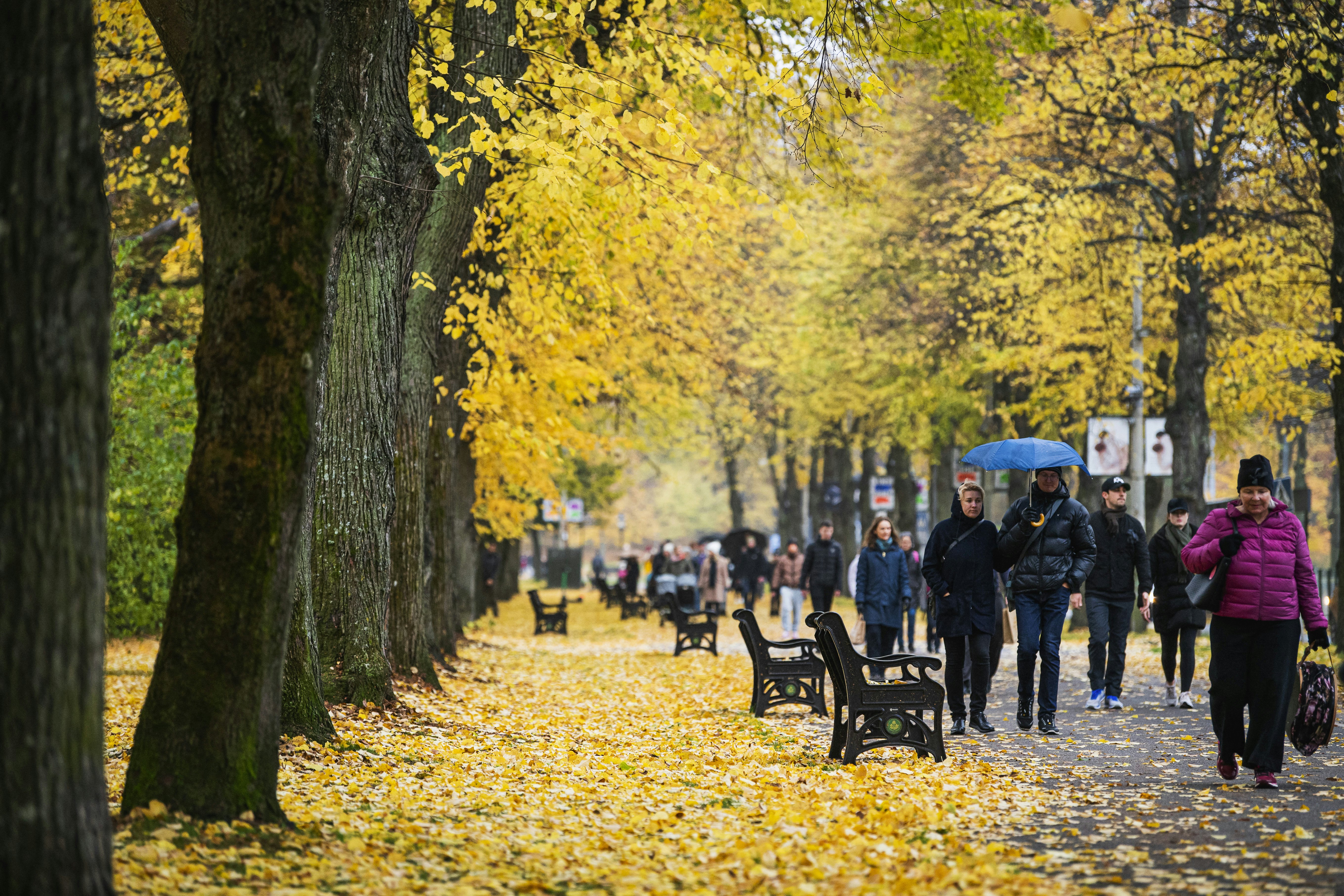 Einantys žmonės tarp ryškių rudens medžių Djurgården saloje, Stokholmas