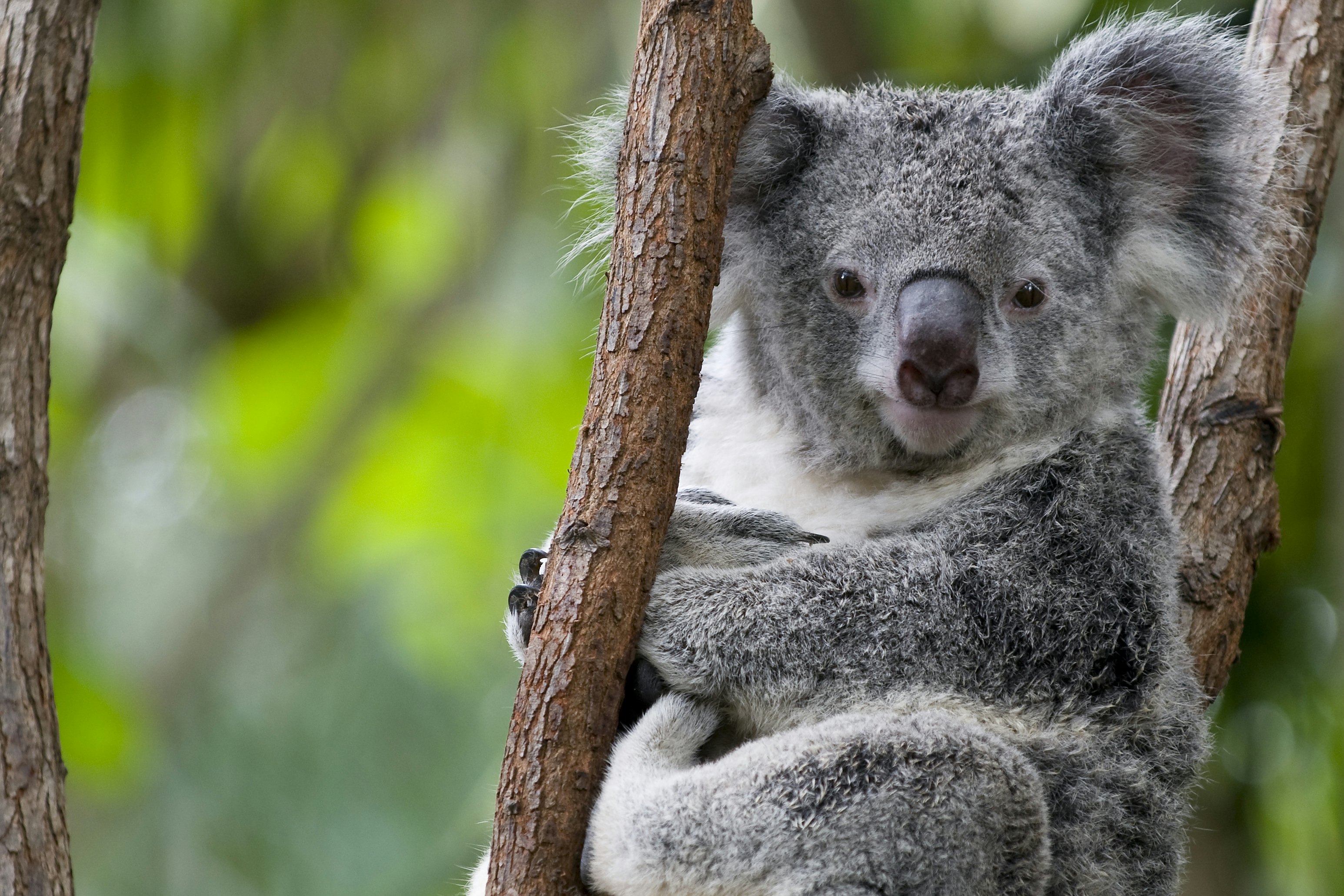 A koala, a small grey-brown bear-like creature, resting in trees
