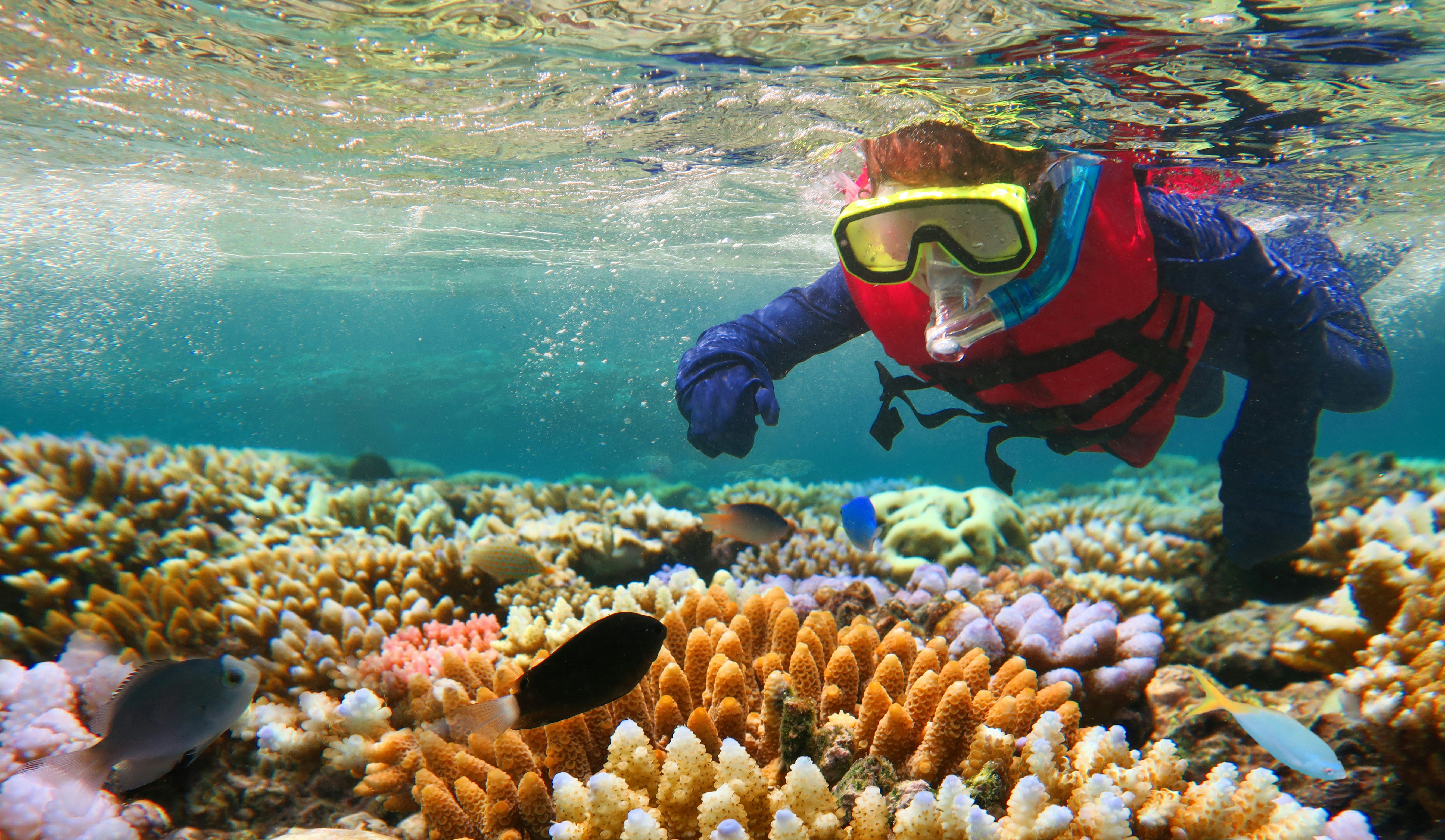 Vaikas su stingerio kostiumu snorkelina virš rifo