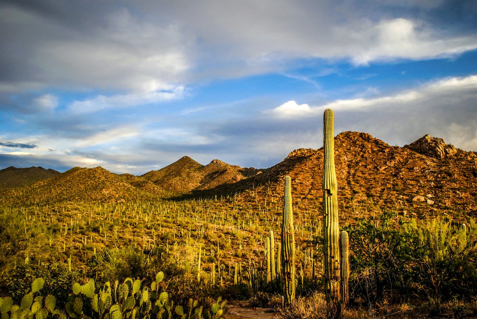 Kaktusai maudėsi auksinėje vakaro šviesoje Saguaro nacionaliniame parke Arizonoje