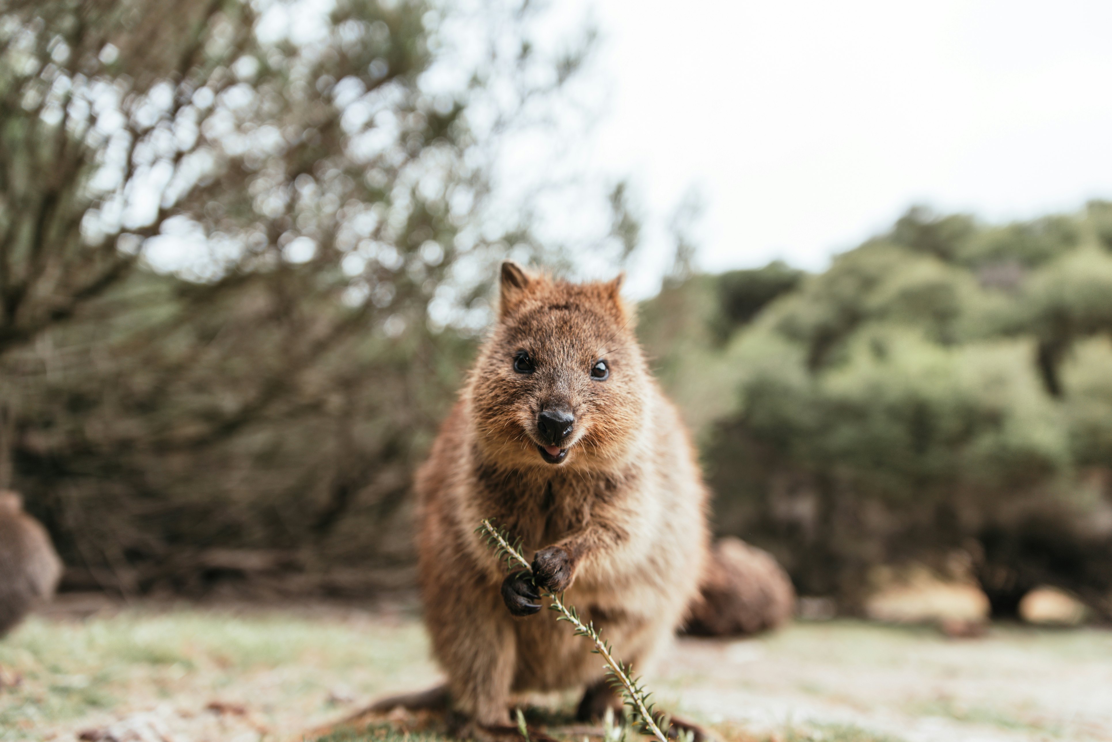 Kvoka, vienas žaviausių Australijos gyvūnų