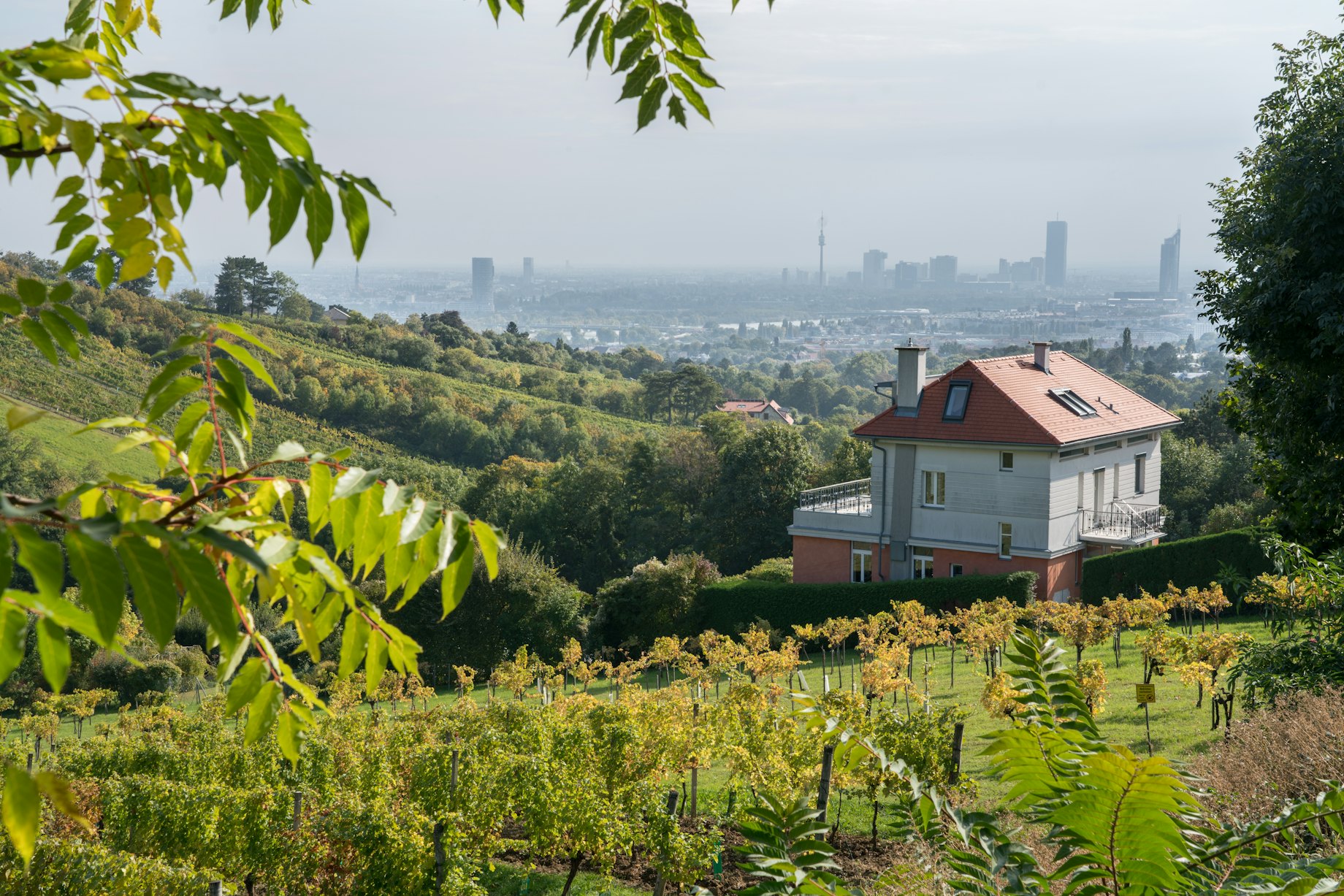Vynuogynų vaizdas Grinzing apylinkėse, Viena, Austrija