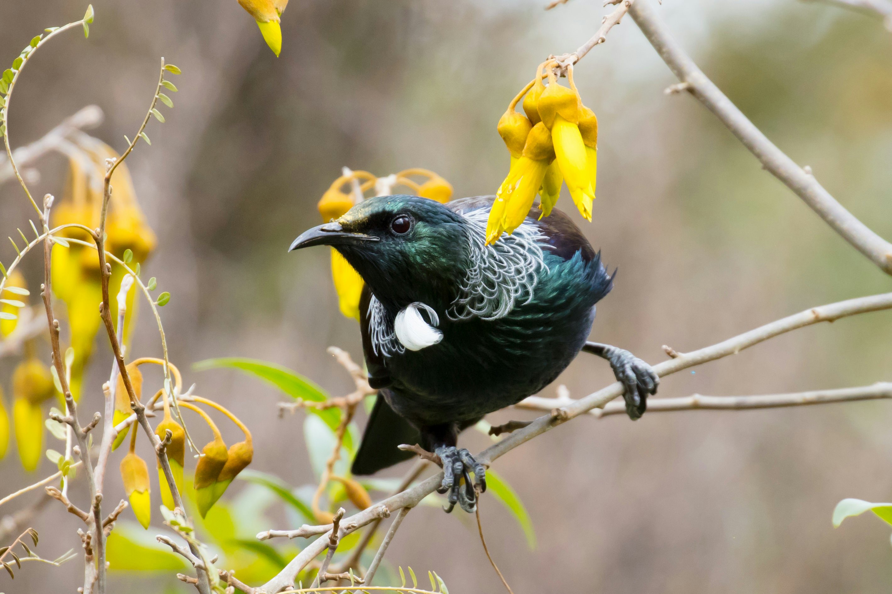 Tūris (Prosthemadera novaeseelandiae) maitinasi Kowhai žiedų nektaru prie Taupo miesto.