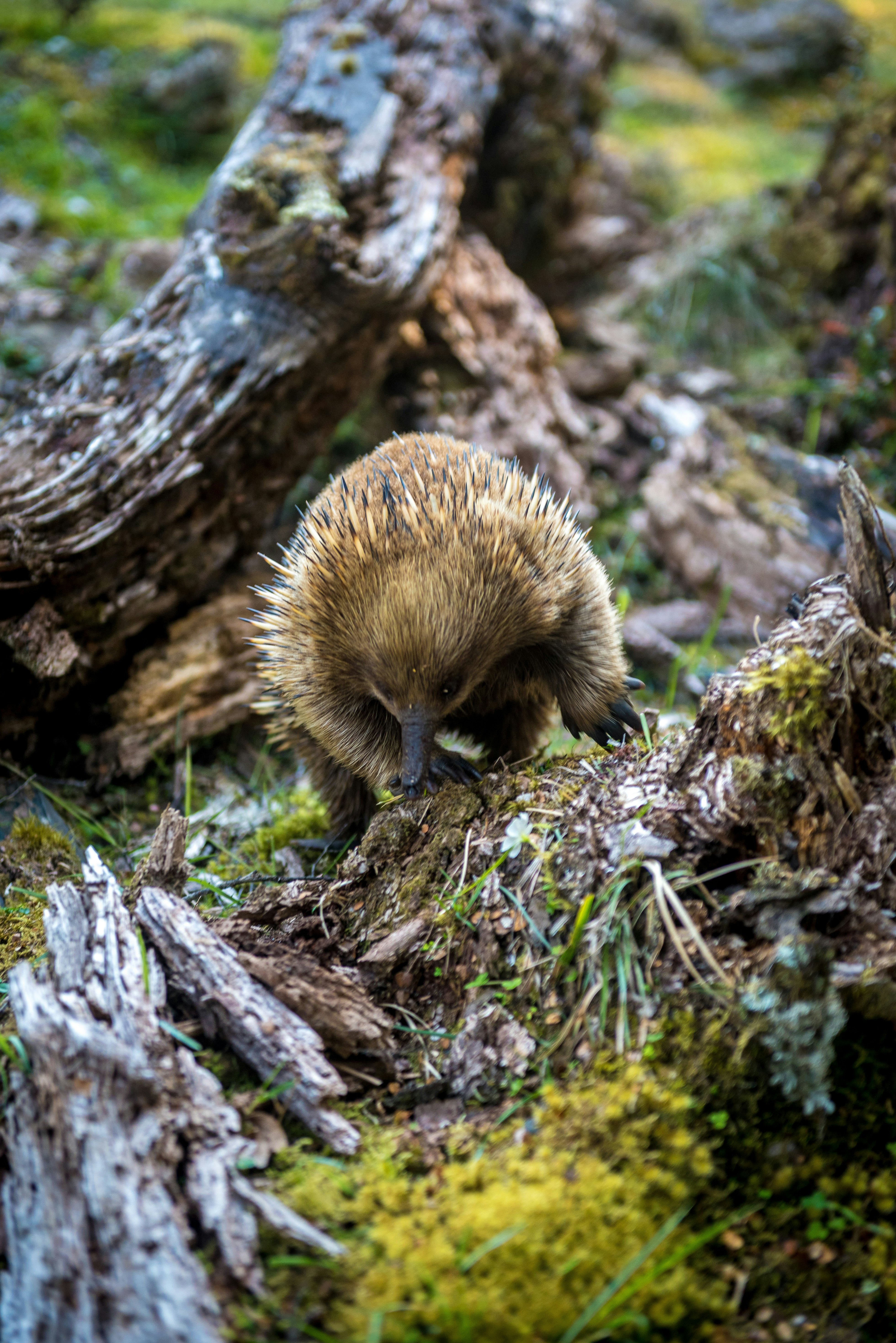 Tasmaninė Echidna vaikšto miško proskynose.