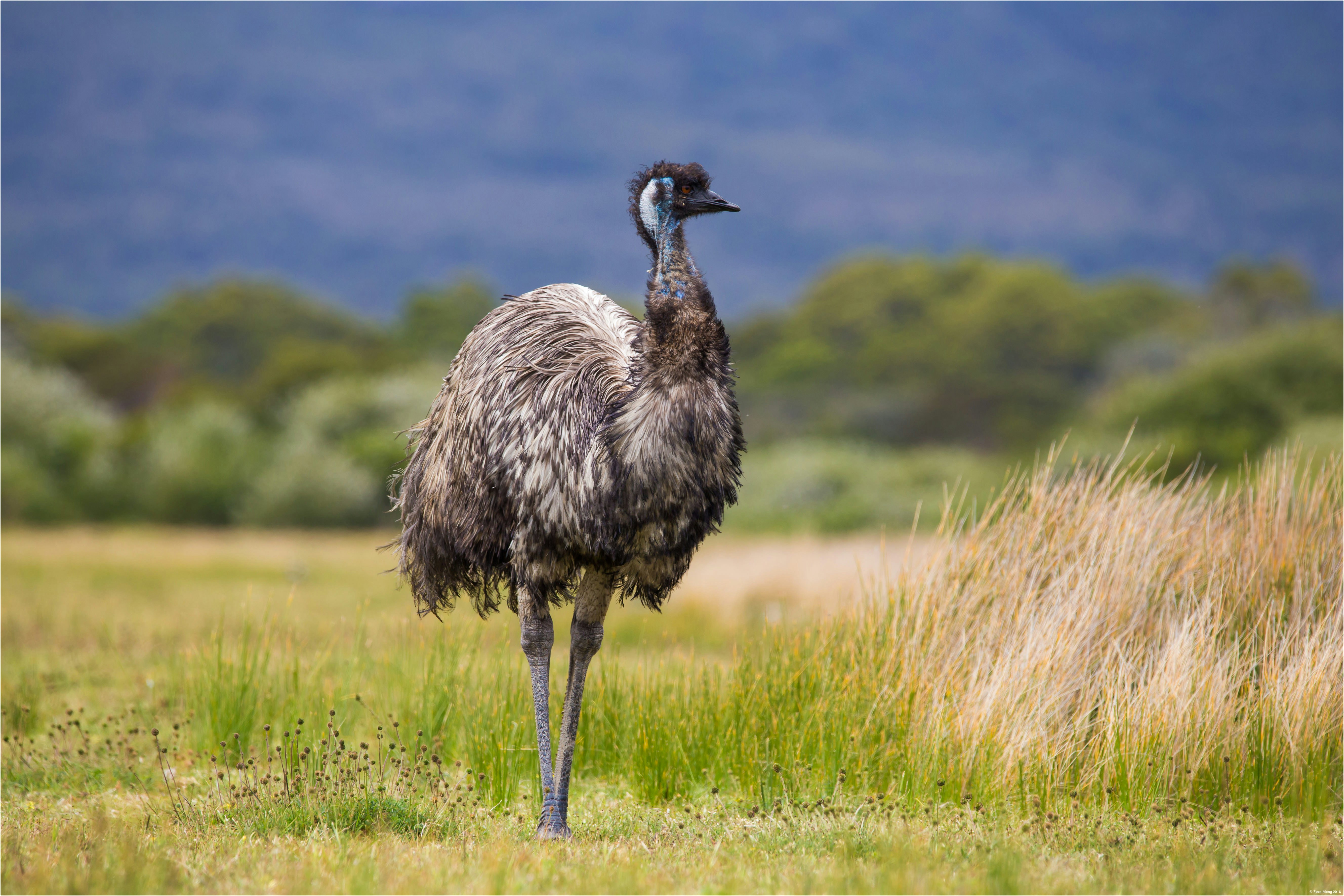 Emu paukštis nacionaliniame parke