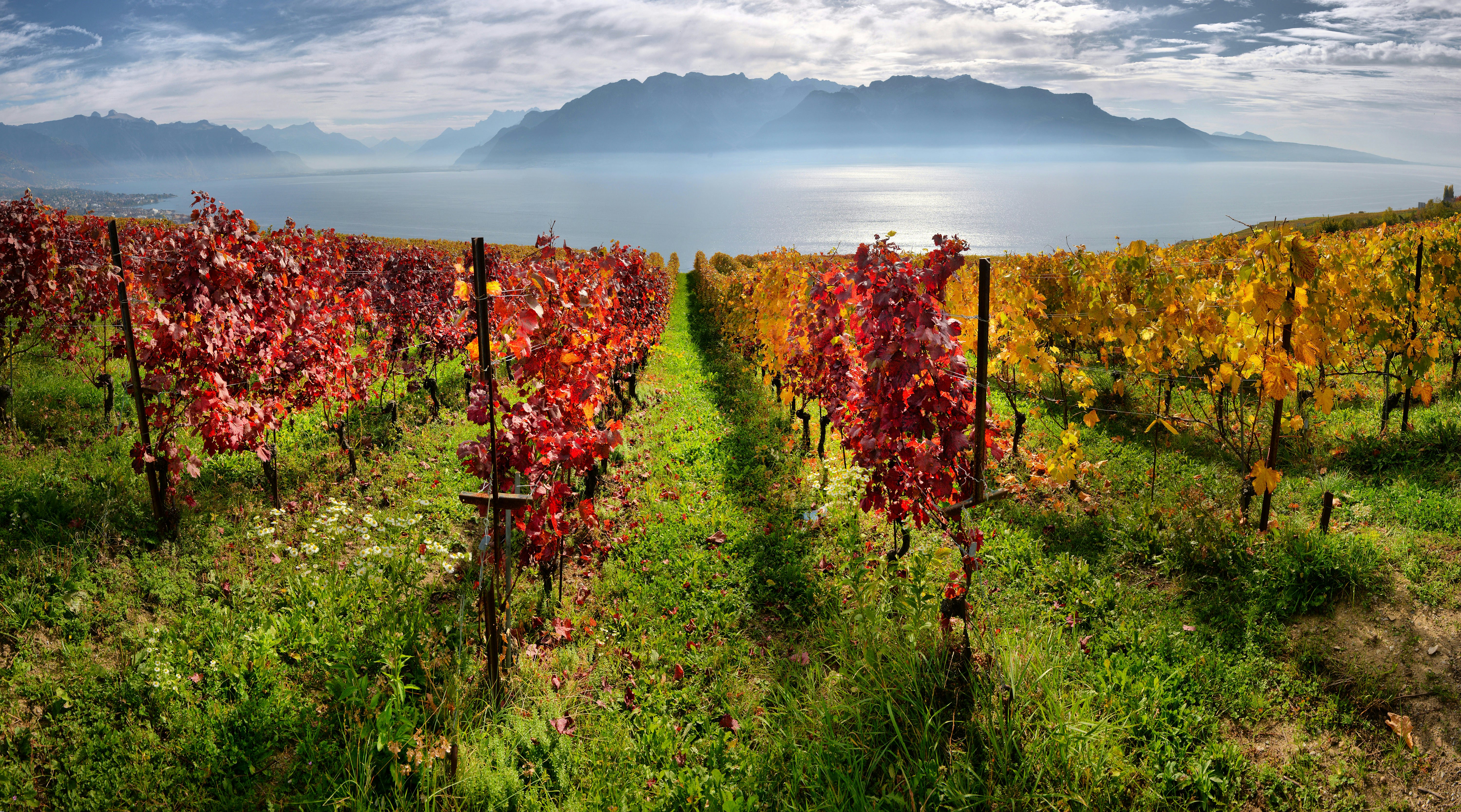 Rudens spalvomis nusidažę Lavaux-Oron rajono vynuogynai, tolumoje – Ženevos ežeras
