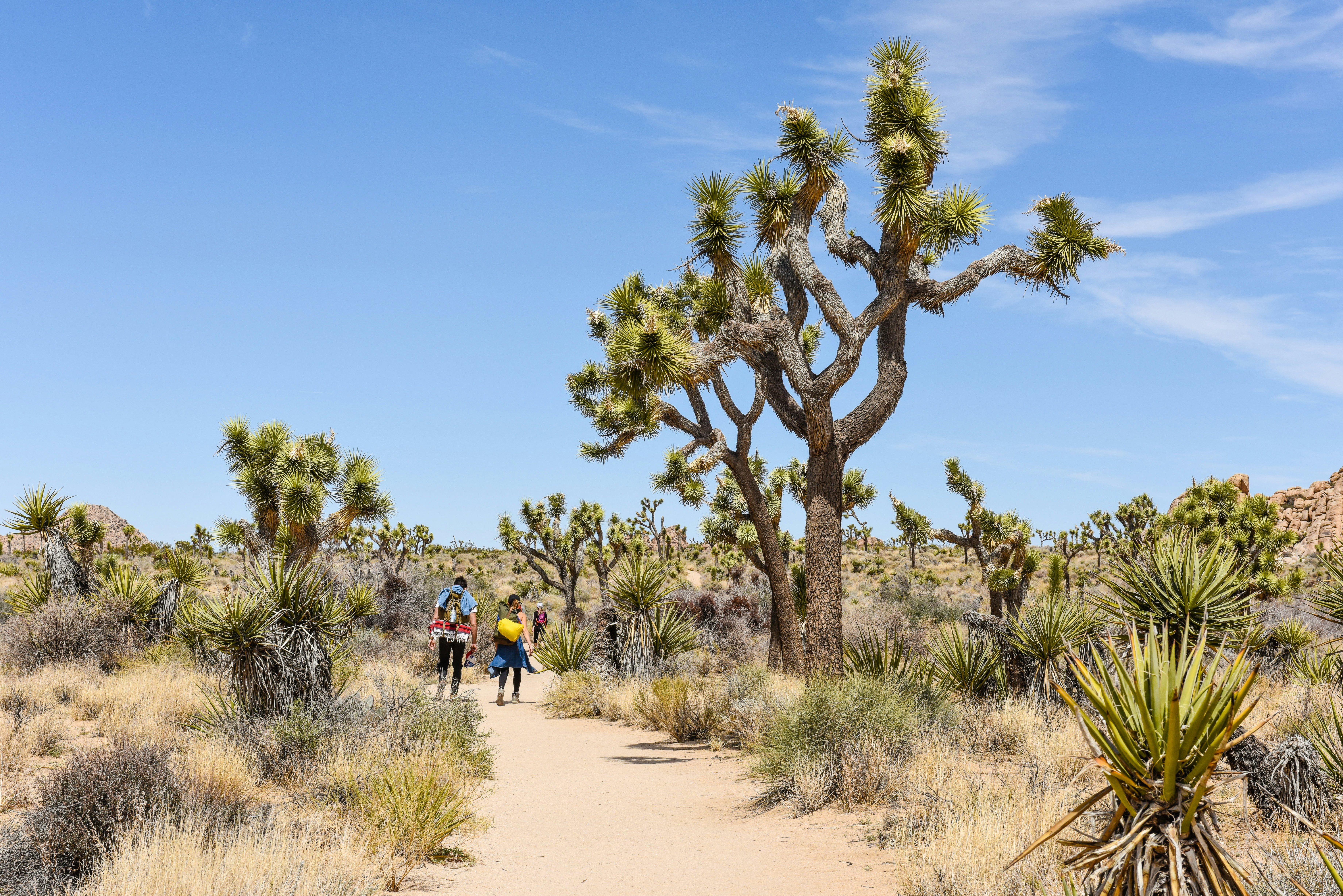 Hikers on Boy Scout Trail with Joshua trees (Yucca brevifolia) in the Joshua Tree National Park. 1180854079 blue, boy scout trail, california, desert, green, joshua, joshua tree, joshua tree national park, landscape, national park, natural, nature, outdoor, outside, palm, park, path, plant, scenic, southwest, summer, trail, tree, wilderness, yucca, yucca brevifolia